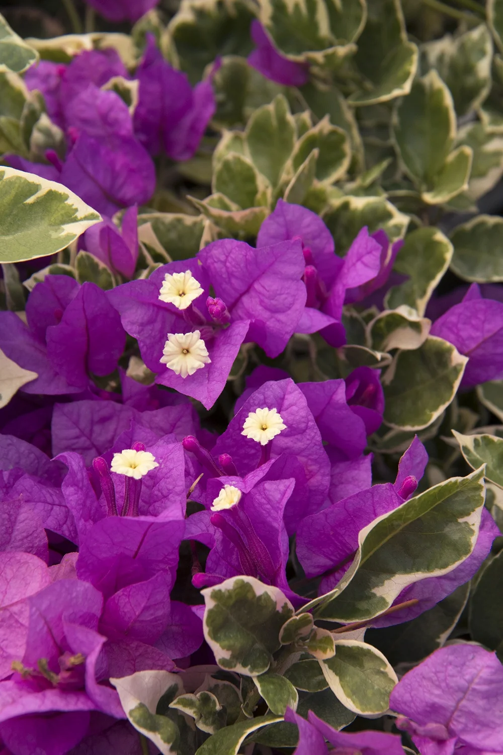 Blueberry Ice Bougainvillea