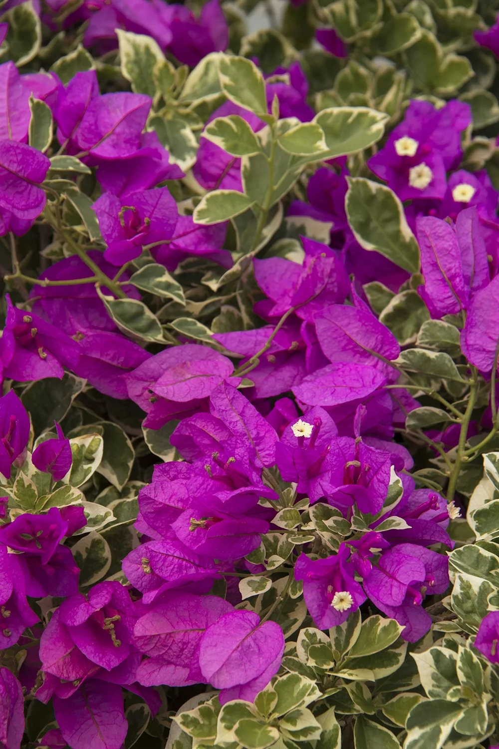 Blueberry Ice Bougainvillea