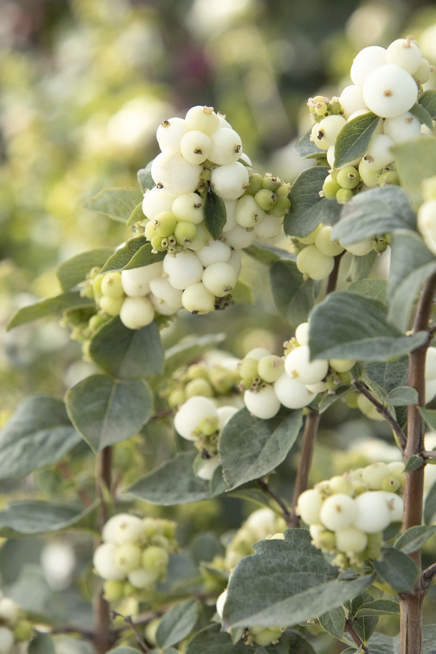White Symphony™ Snowberry 1 White Symphony™ Snowberry