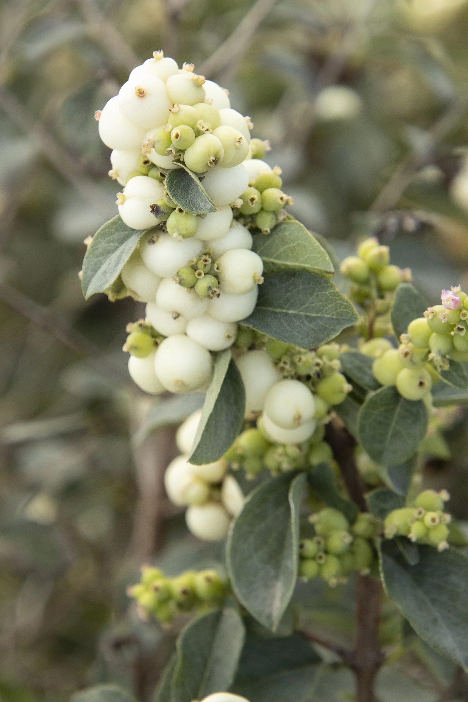 White Symphony™ Snowberry 2 White Symphony™ Snowberry