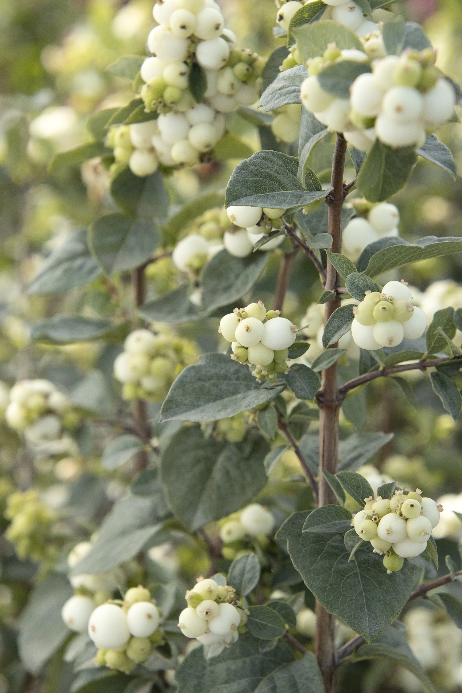 White Symphony™ Snowberry 3 White Symphony™ Snowberry