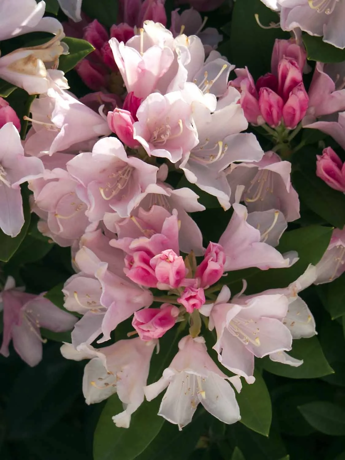 Yaku Princess Rhododendron 6 Yaku Princess Rhododendron