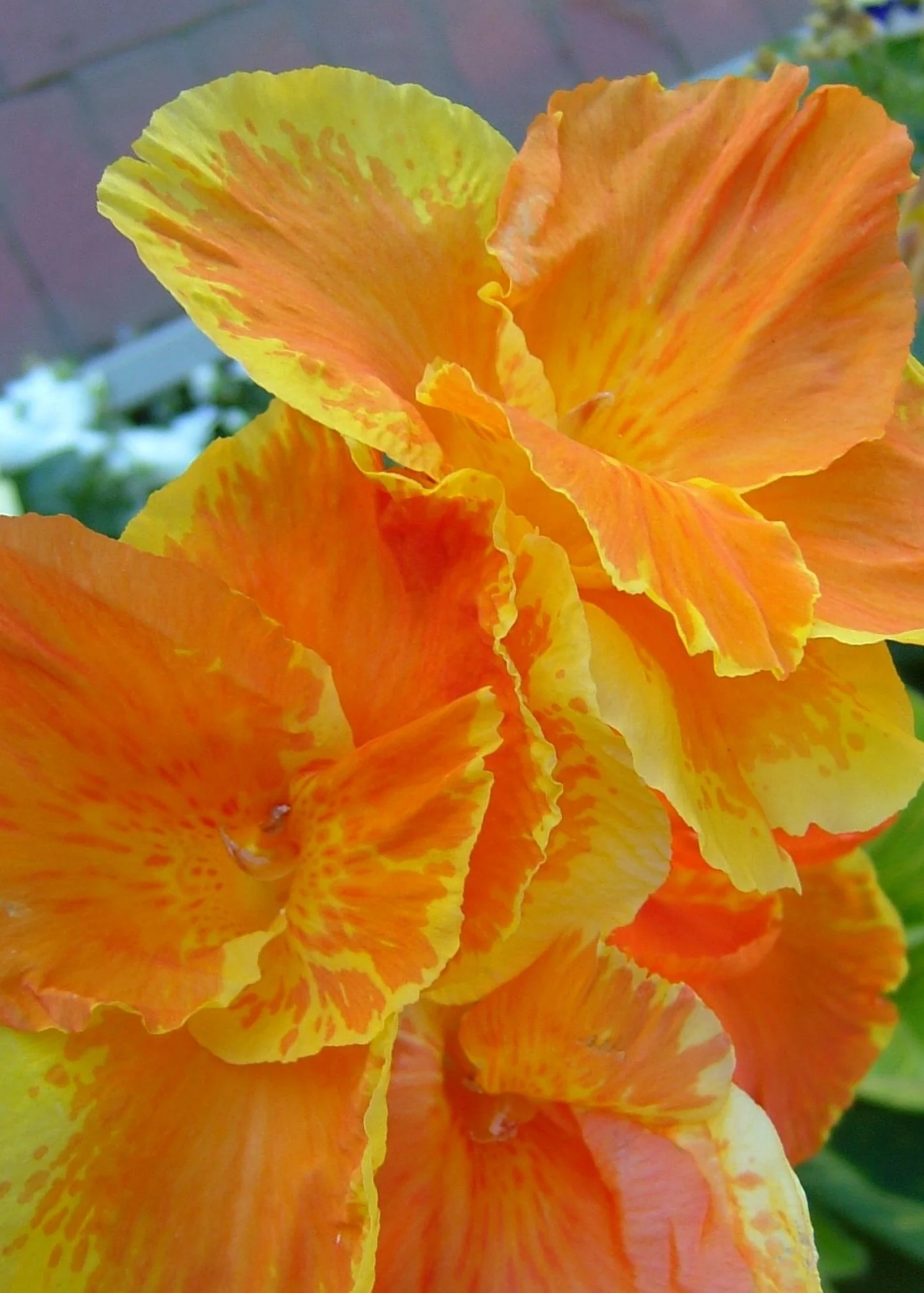 Tropicanna® Gold Canna 1 Tropicanna® Gold Canna