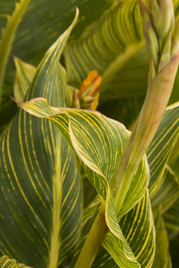 Tropicanna® Gold Canna 2 Tropicanna® Gold Canna