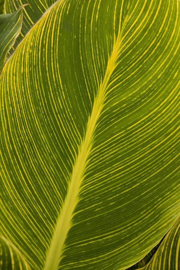 Tropicanna® Gold Canna 3 Tropicanna® Gold Canna