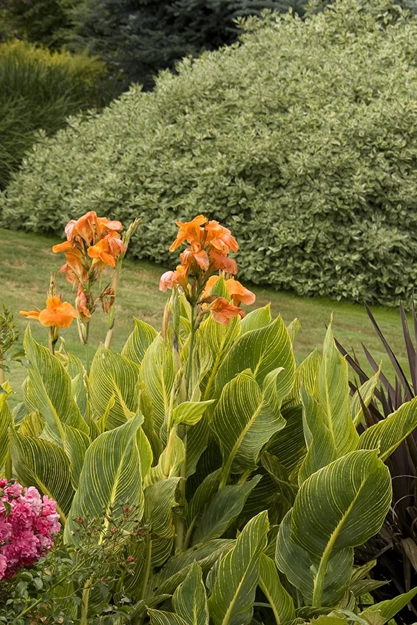 Tropicanna® Gold Canna 4 Tropicanna® Gold Canna