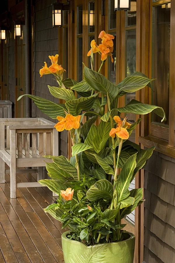 Tropicanna® Gold Canna 5 Tropicanna® Gold Canna