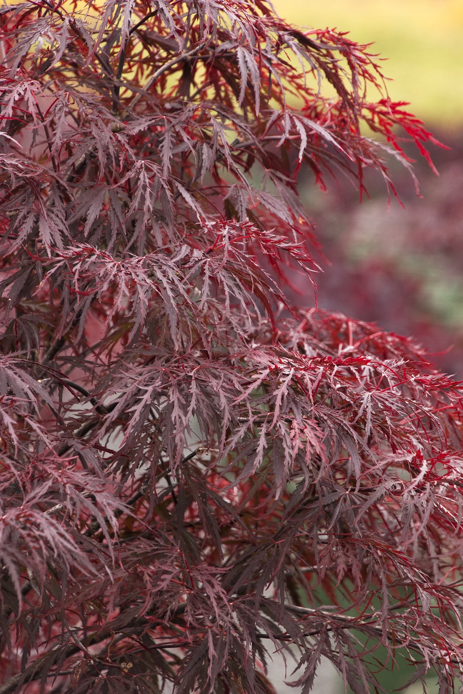 Red Dragon Japanese Maple 1 Red Dragon Japanese Maple