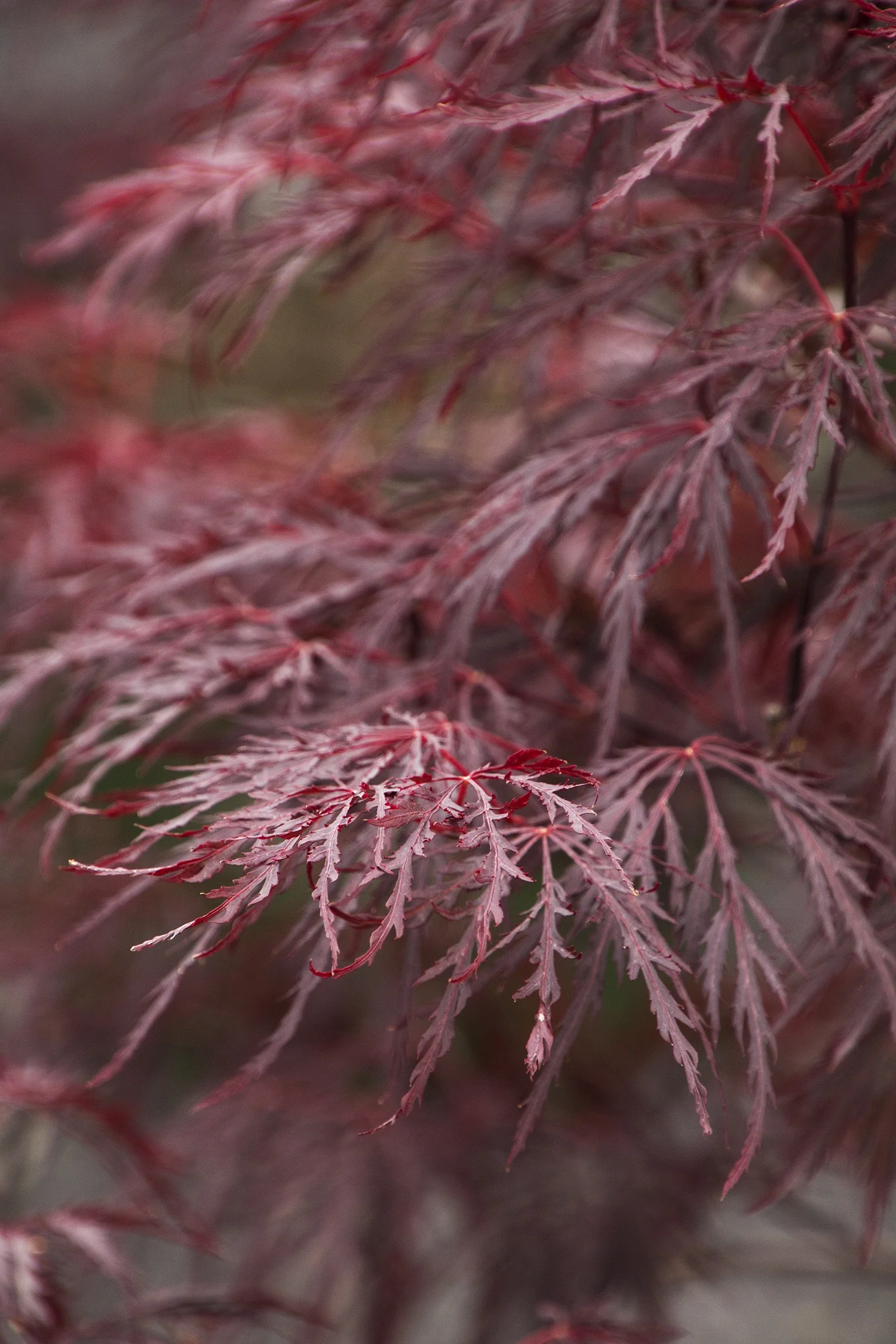 Red Dragon Japanese Maple 2 Red Dragon Japanese Maple