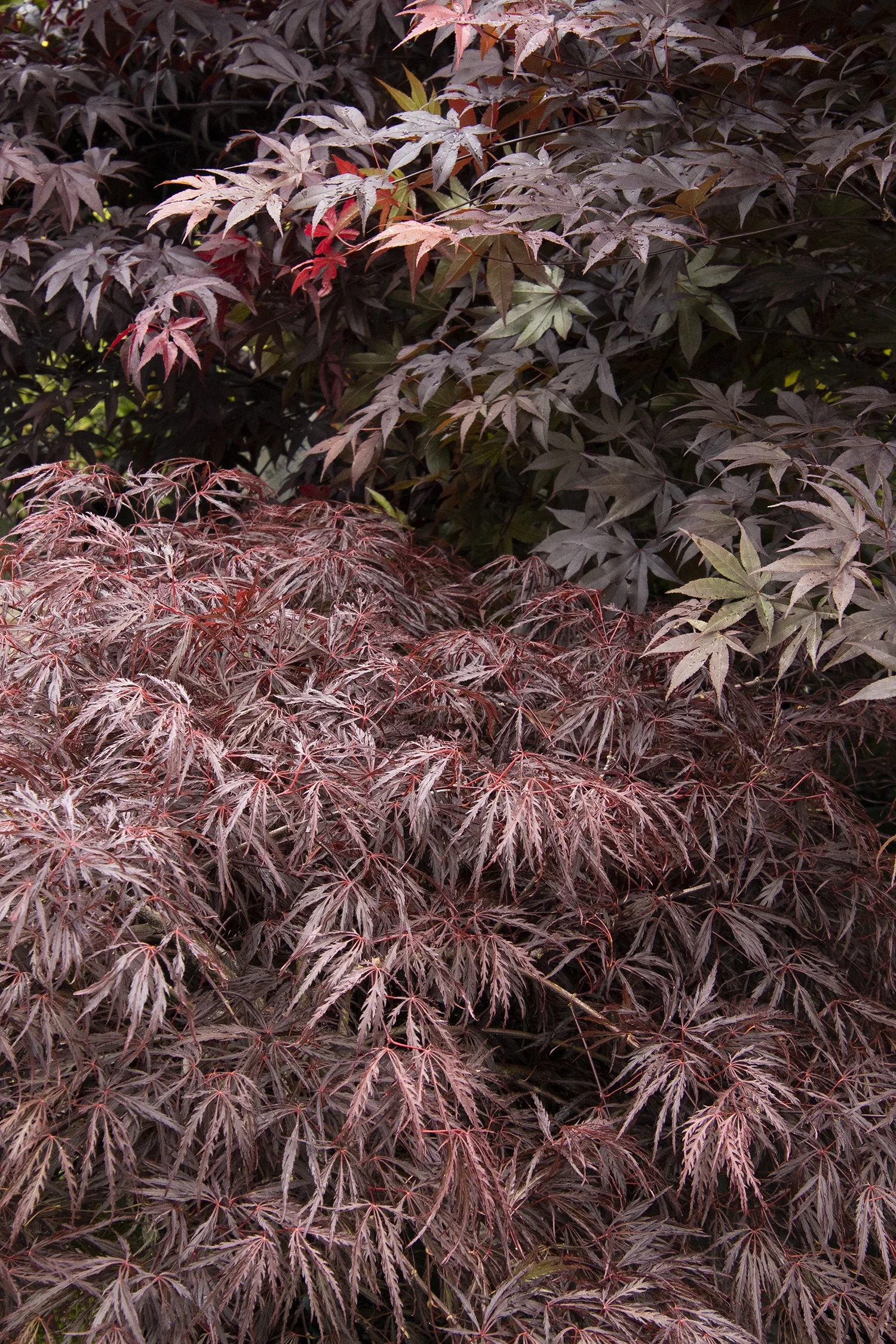 Red Dragon Japanese Maple 3 Red Dragon Japanese Maple