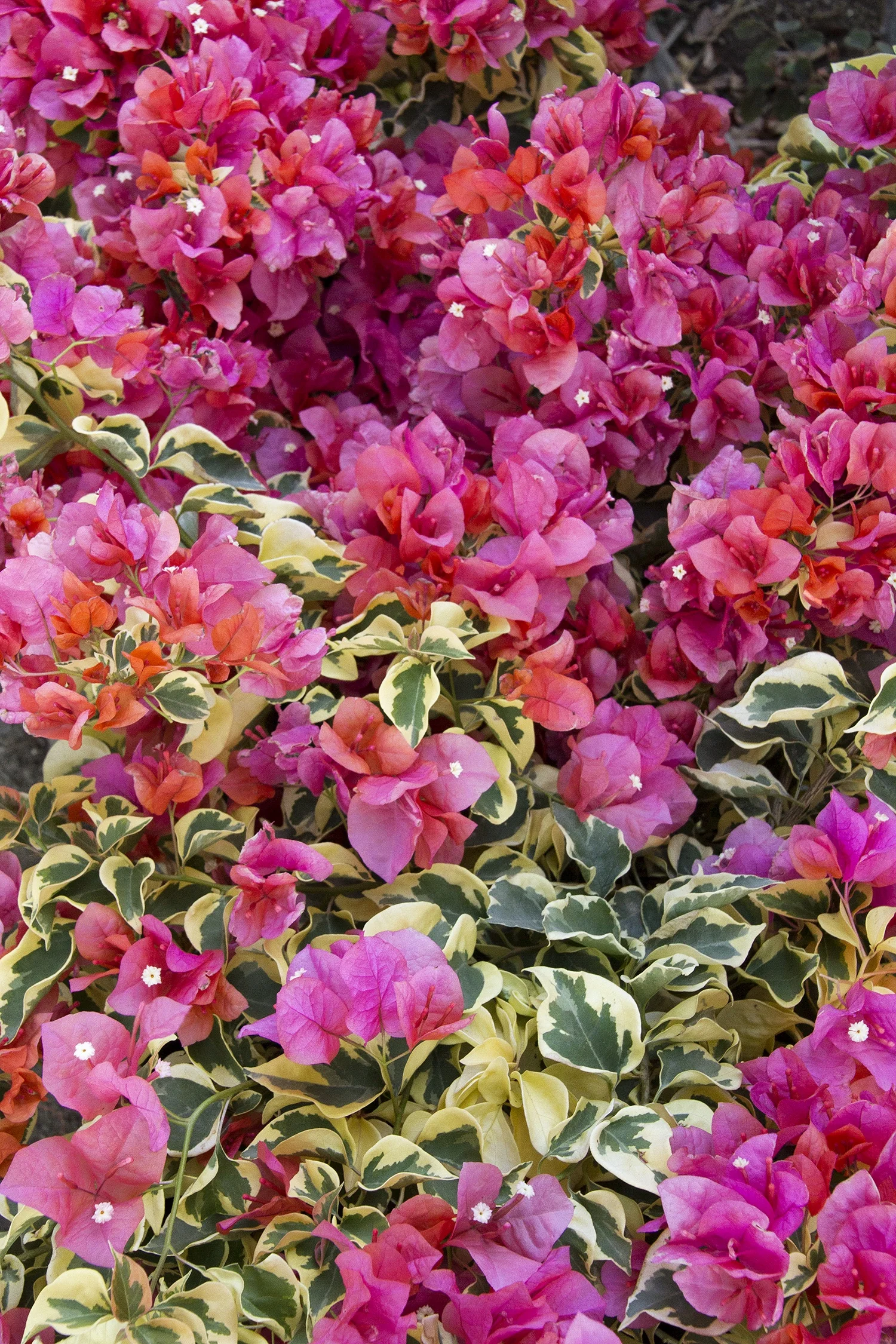 Bengal Orange Bougainvillea 5 Bengal Orange Bougainvillea