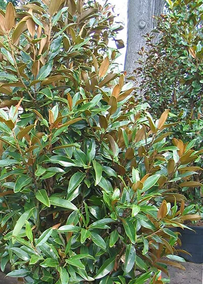 Alta™ Southern Magnolia 5 Alta™ Southern Magnolia