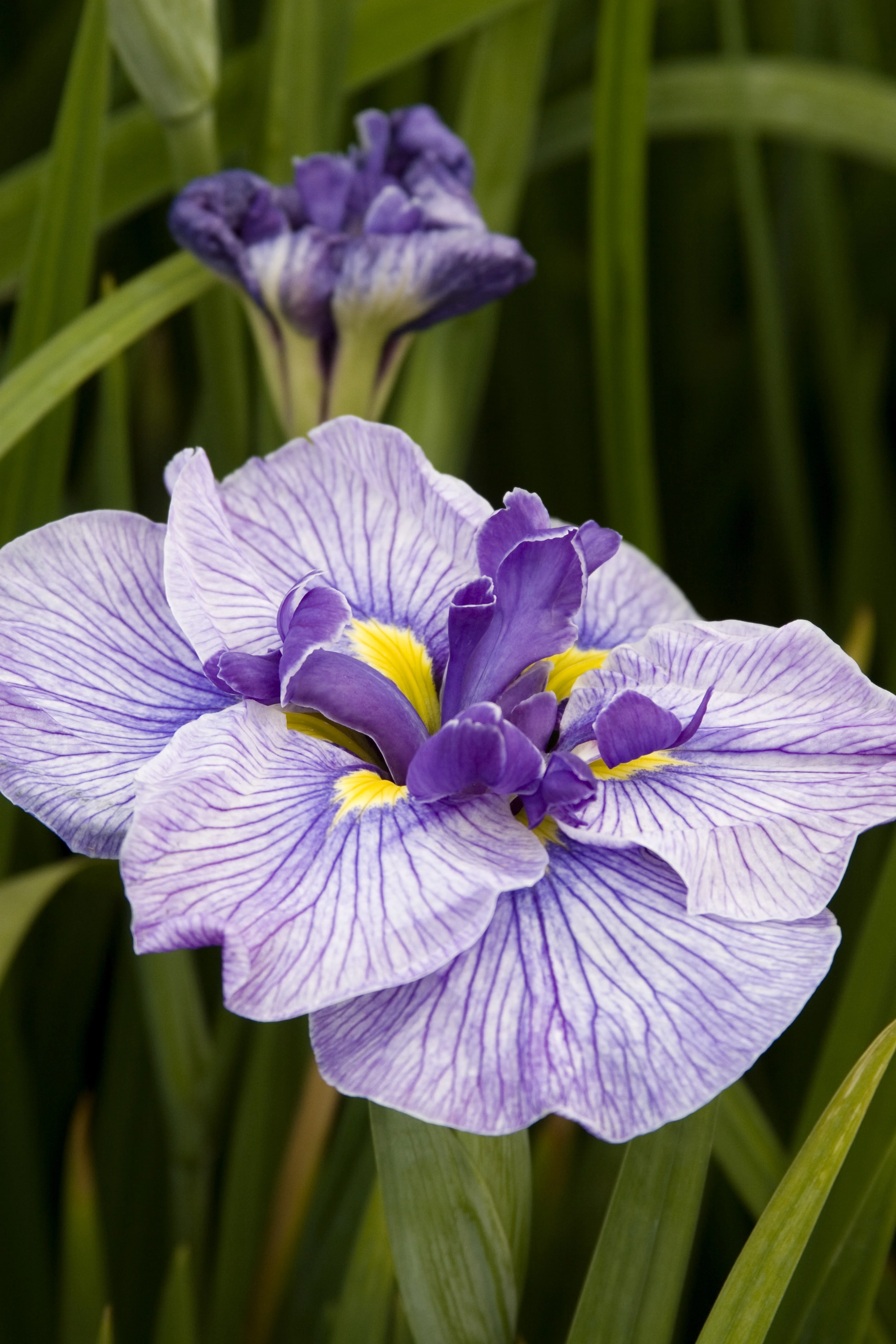 Butterflies In Flight Japanese Iris 10 Butterflies In Flight Japanese Iris