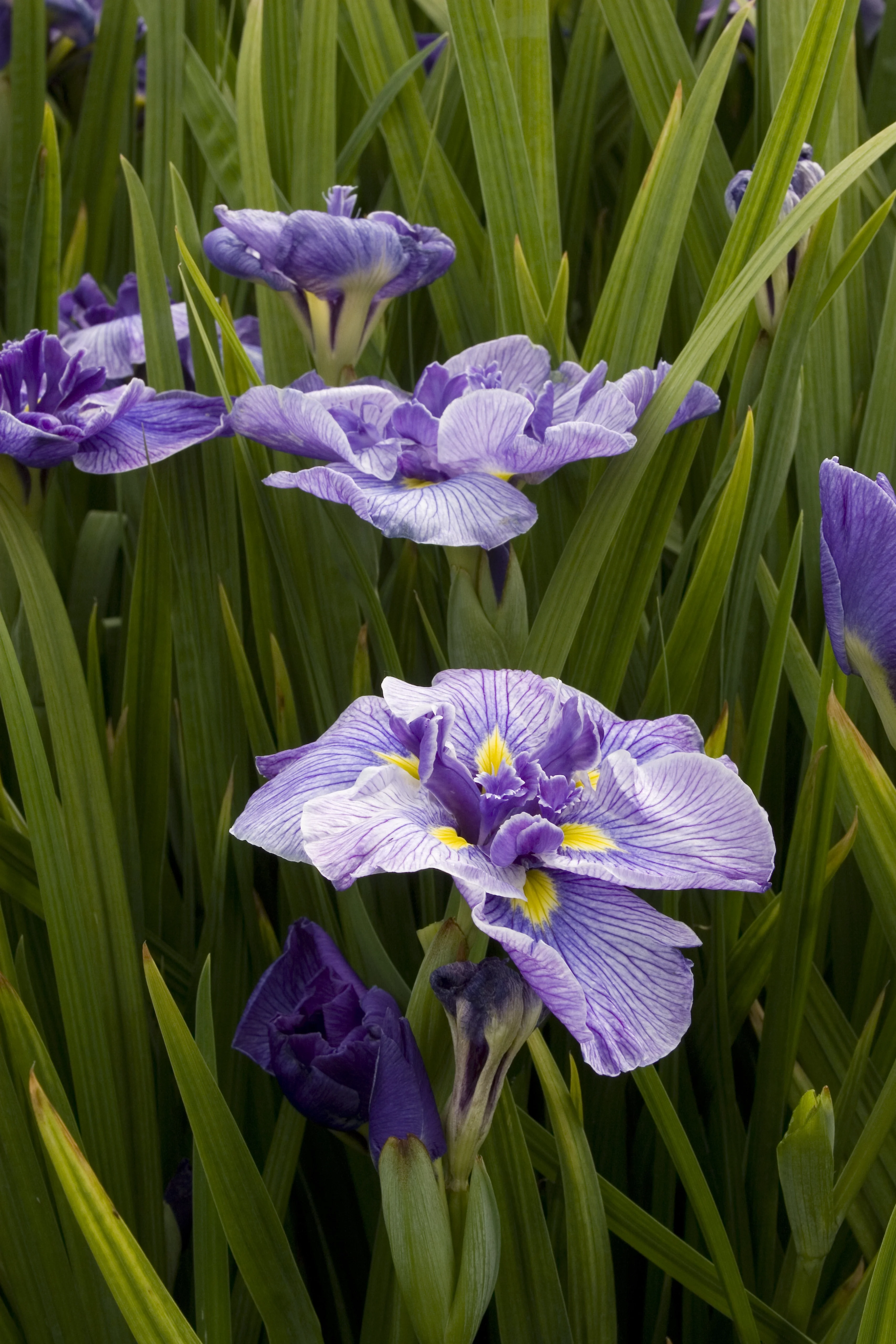Butterflies In Flight Japanese Iris 2 Butterflies In Flight Japanese Iris