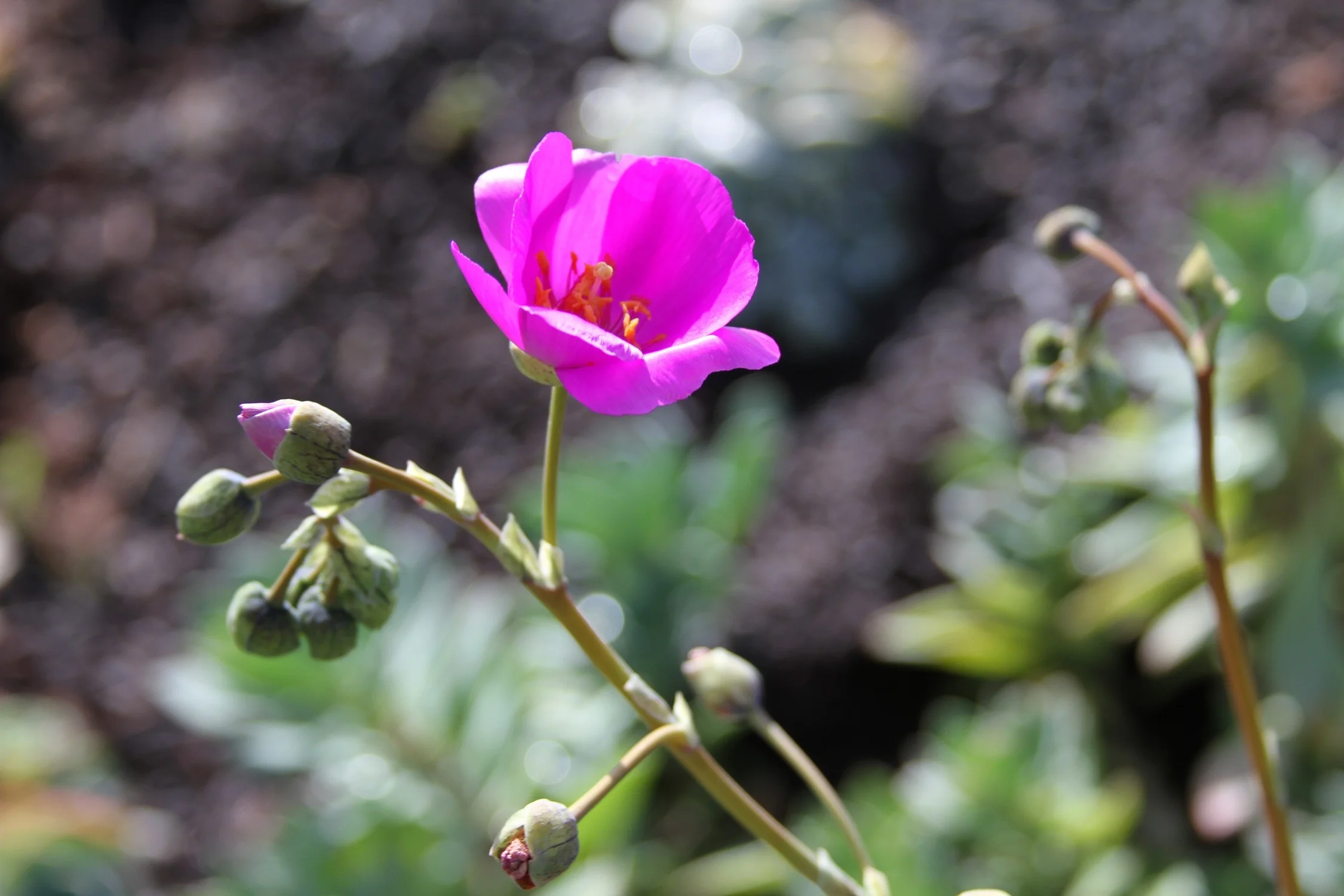 Shining Pink Rock Purslane 2 Shining Pink Rock Purslane