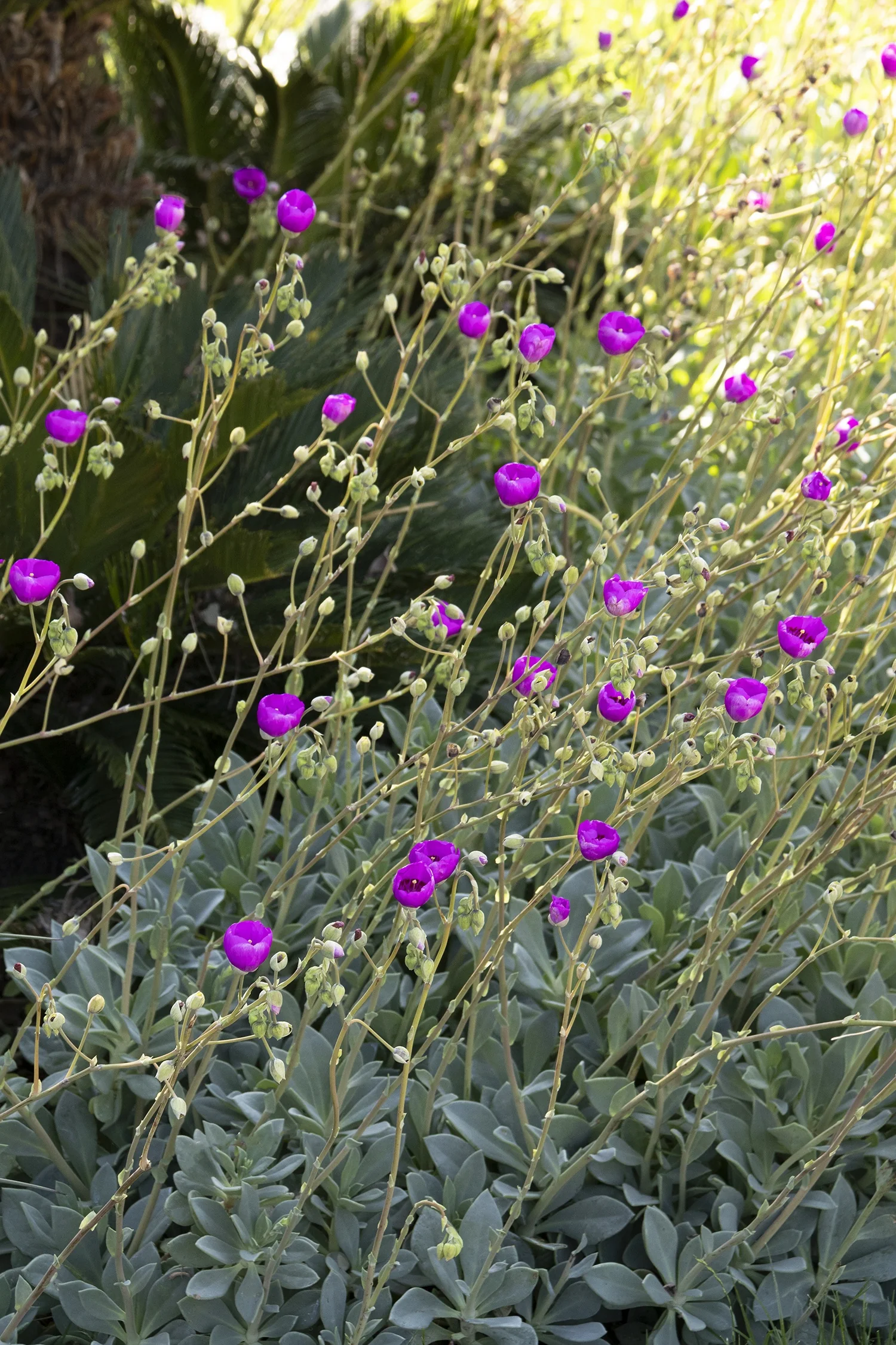 Shining Pink Rock Purslane 5 Shining Pink Rock Purslane