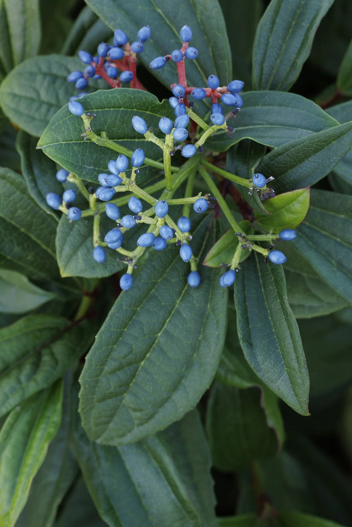 David Viburnum 7 David Viburnum