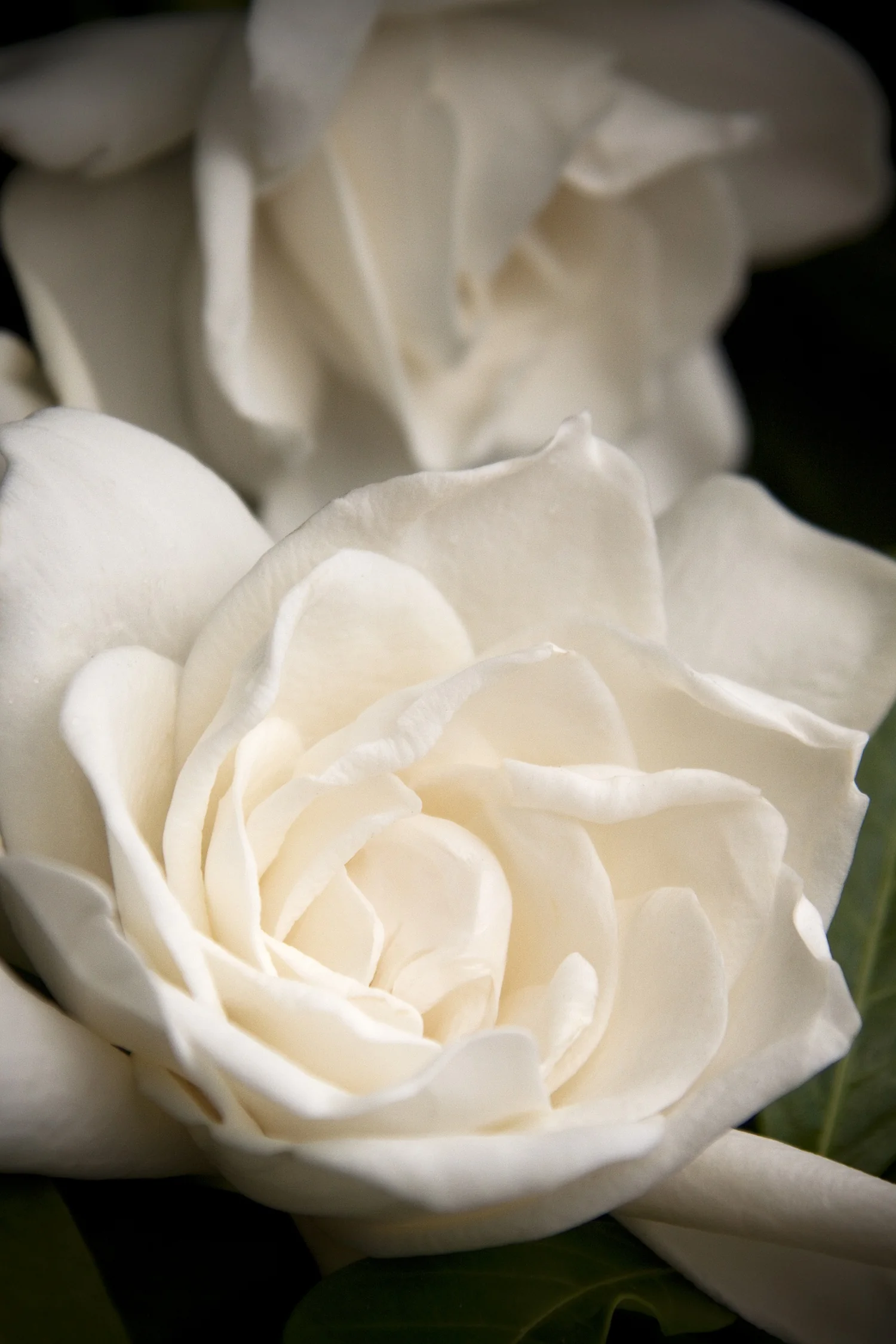 Everblooming Gardenia (Grafted)