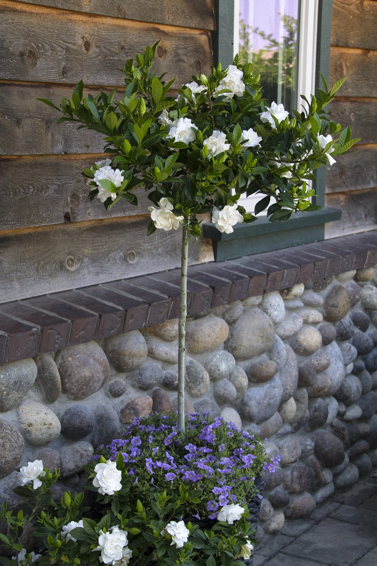 Everblooming Gardenia (Grafted)