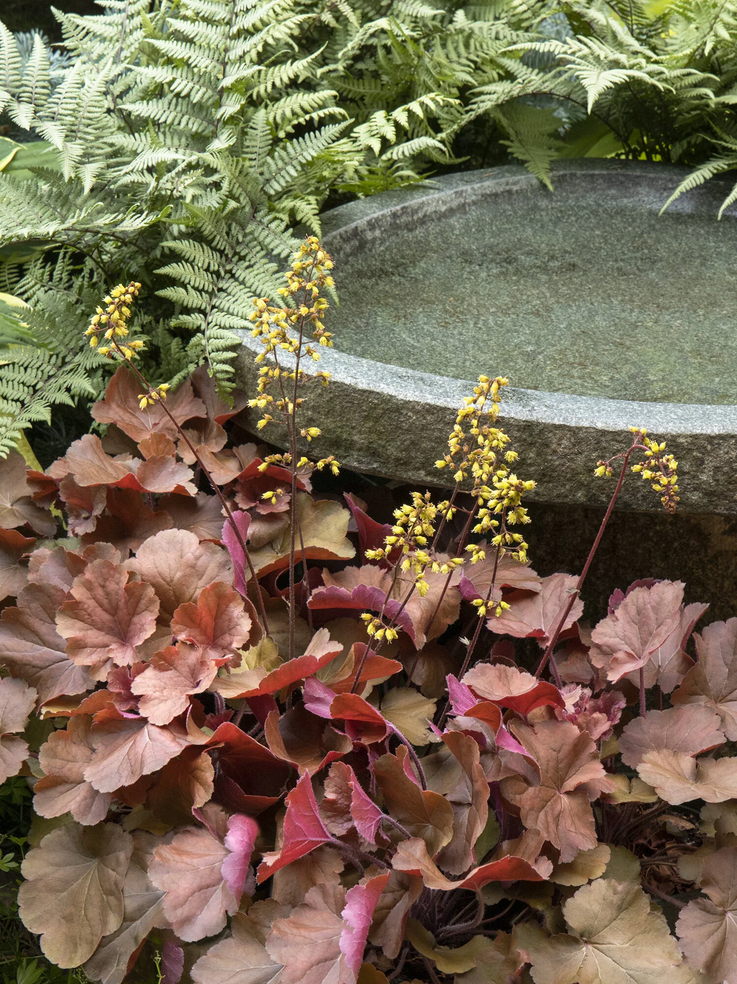 Sirens' Song™ Orange Delight Heuchera