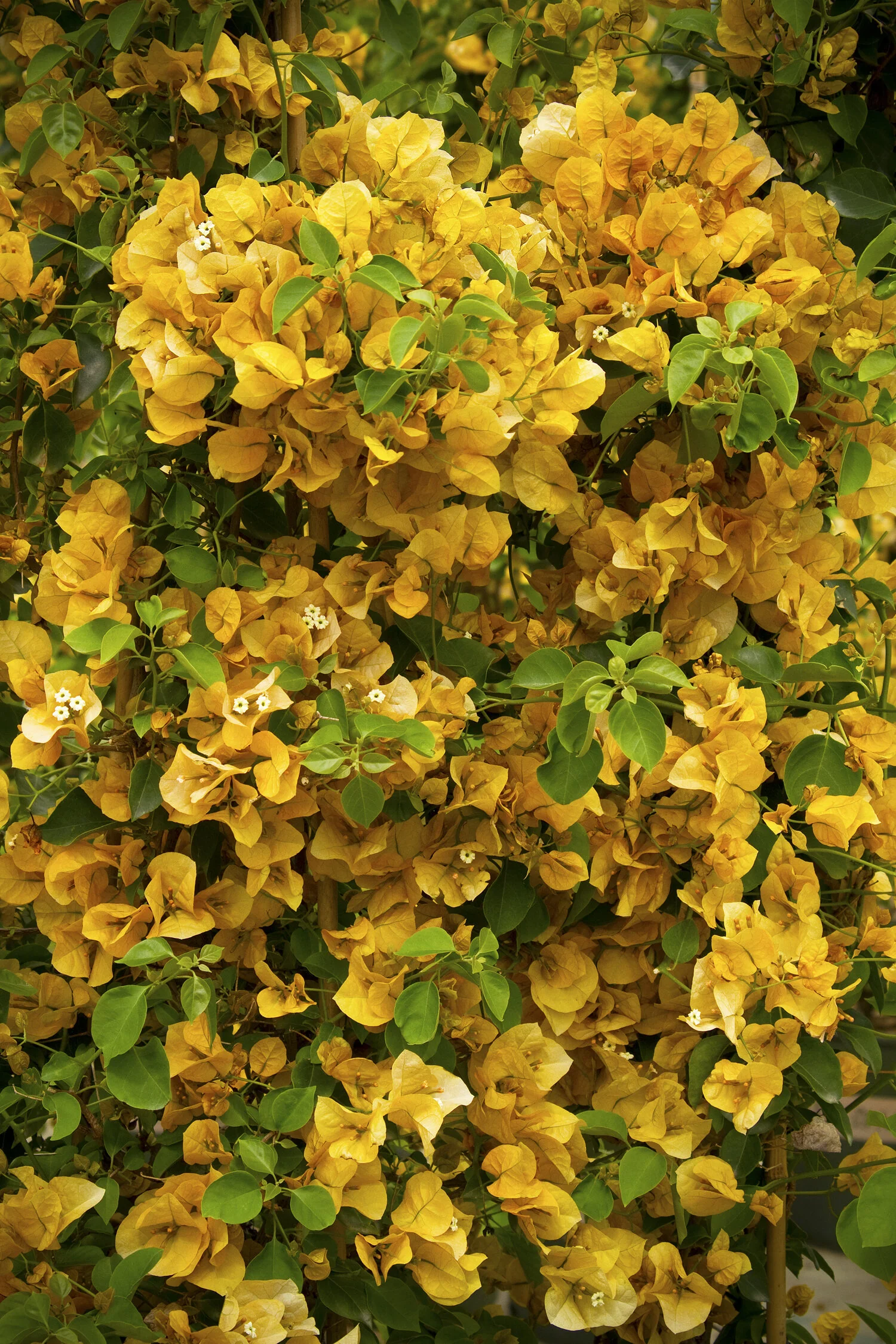 Gold Rush™ Bougainvillea 1 Gold Rush™ Bougainvillea