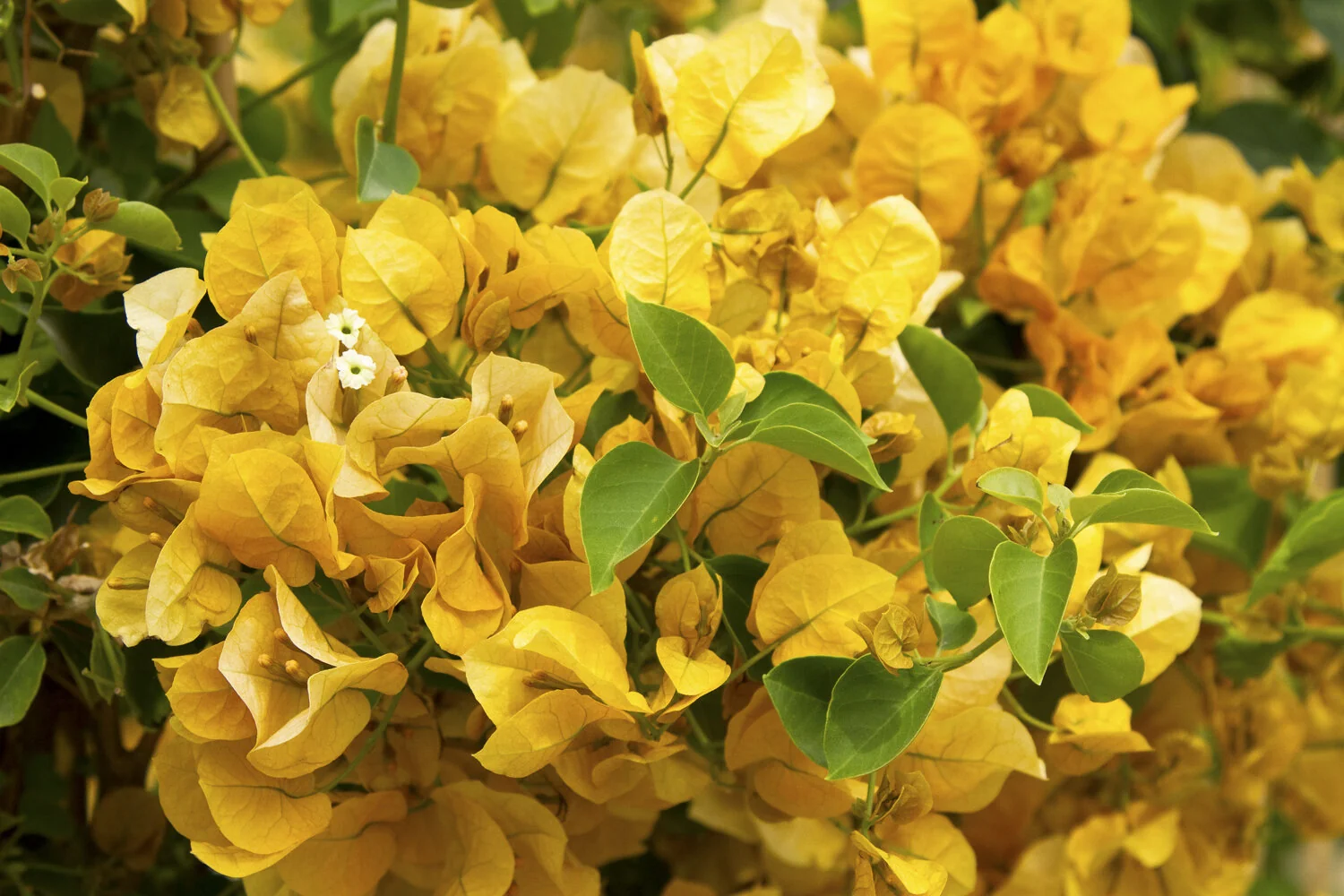 Gold Rush™ Bougainvillea 2 Gold Rush™ Bougainvillea