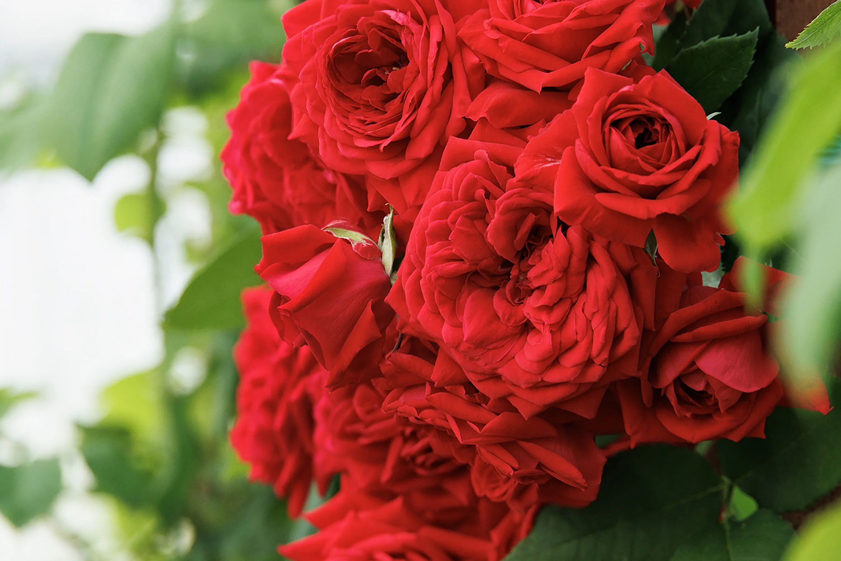 Heavenly Ascent® Red Climbing Rose
