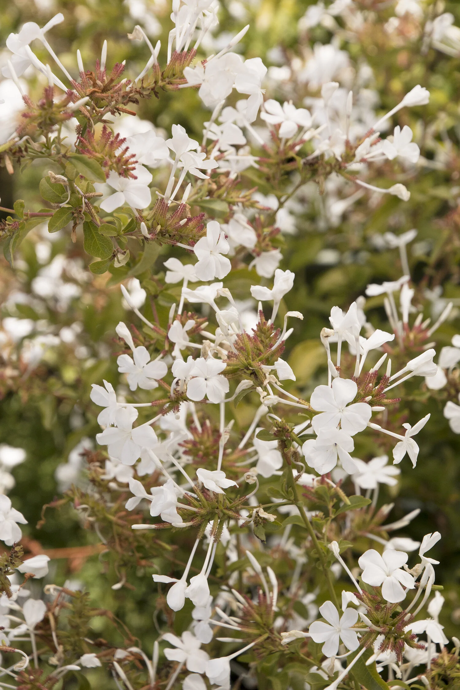 White Cape® Plumbago 1 White Cape® Plumbago