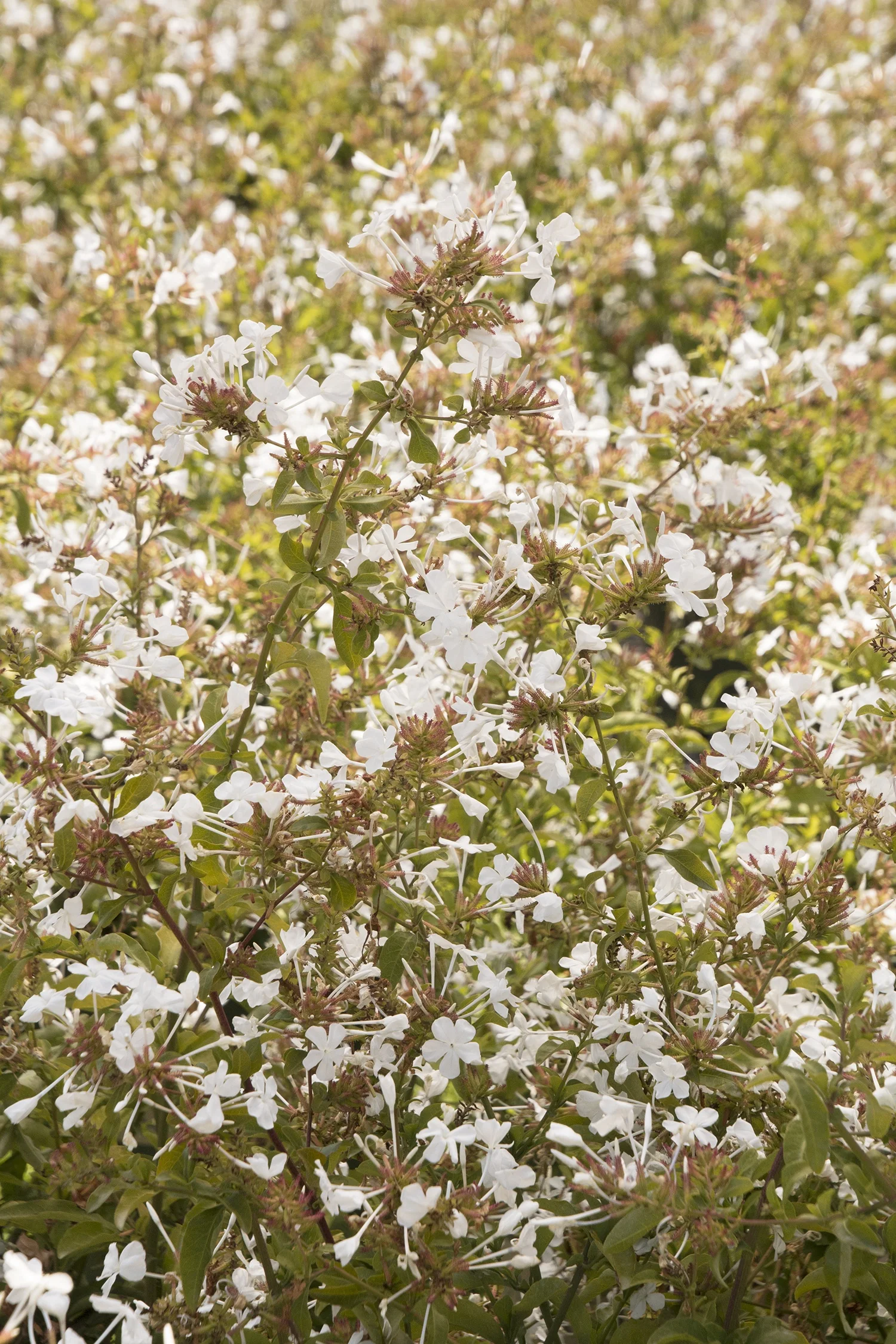 White Cape® Plumbago 2 White Cape® Plumbago