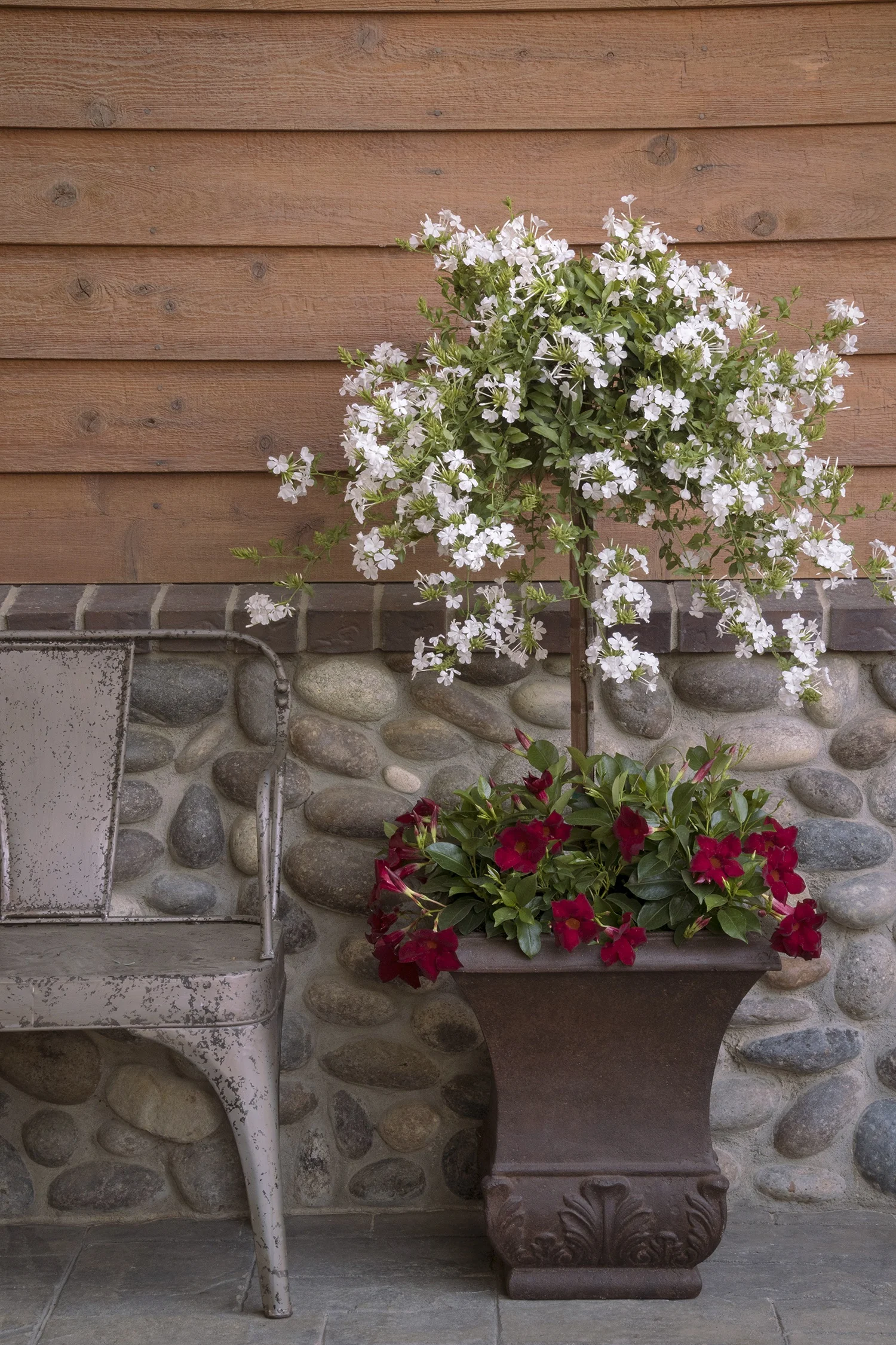 White Cape® Plumbago 3 White Cape® Plumbago