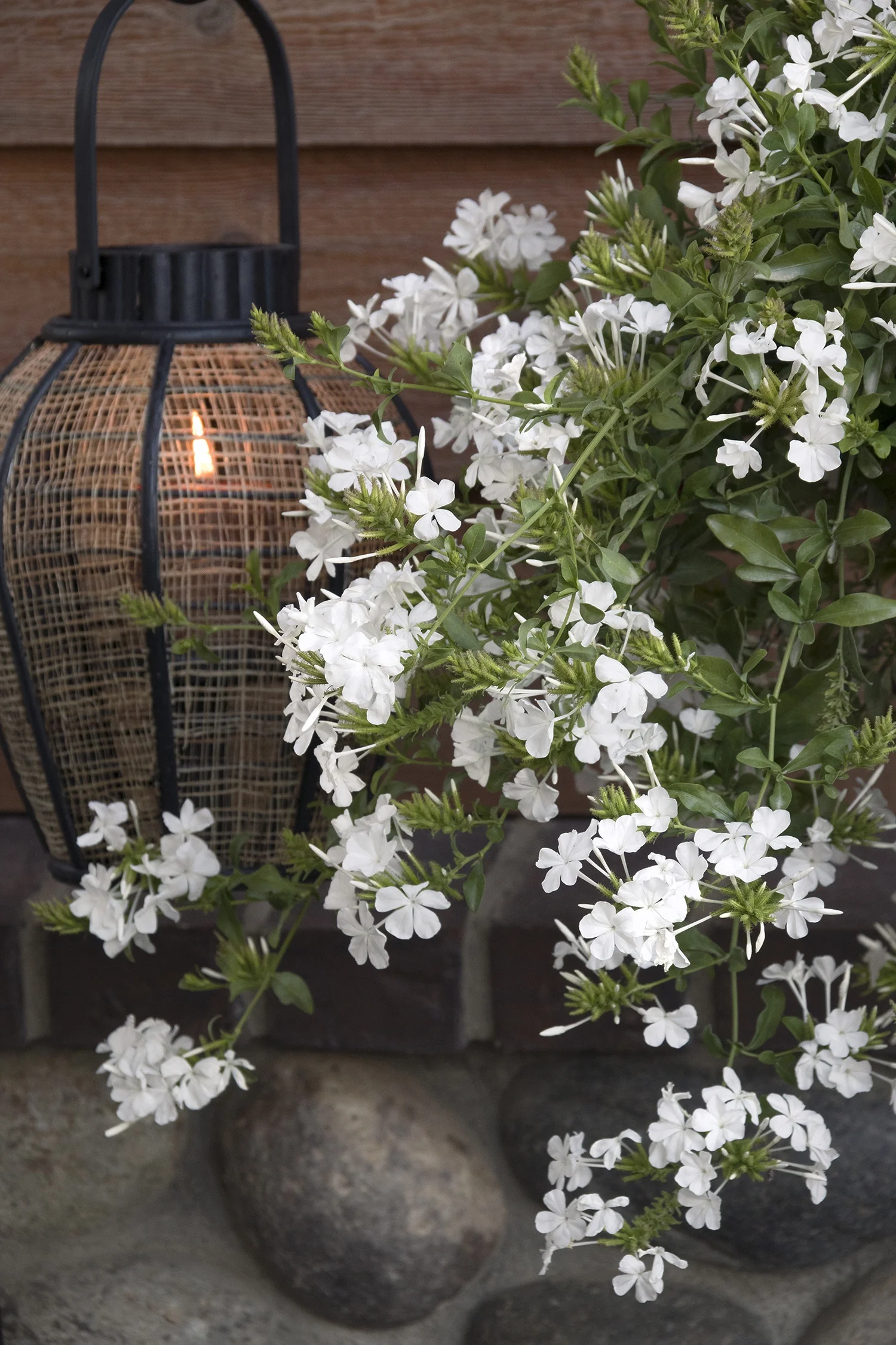 White Cape® Plumbago 4 White Cape® Plumbago
