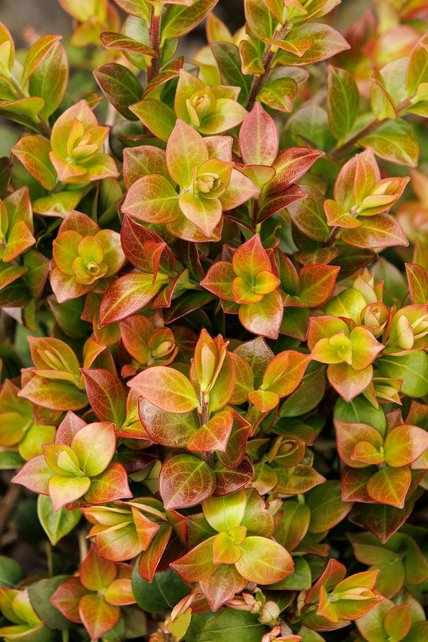 Orangena™ Vaccinium