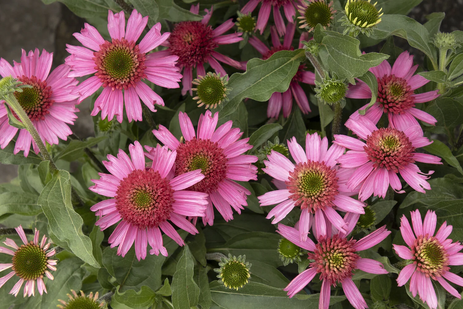 Delicious Candy® Coneflower 4 Delicious Candy® Coneflower