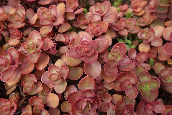 Red Carpet Stonecrop