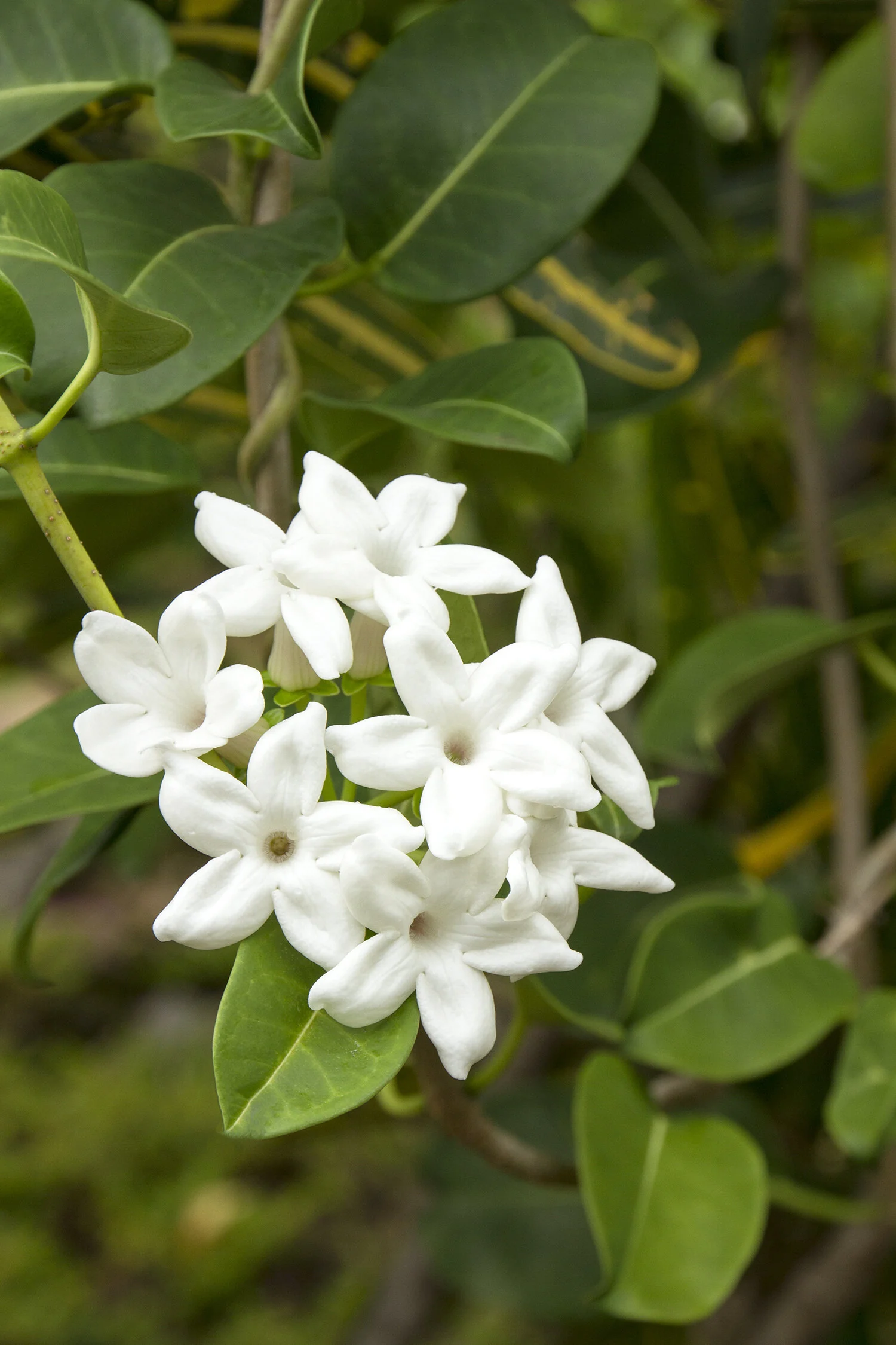 Madagascar Jasmine