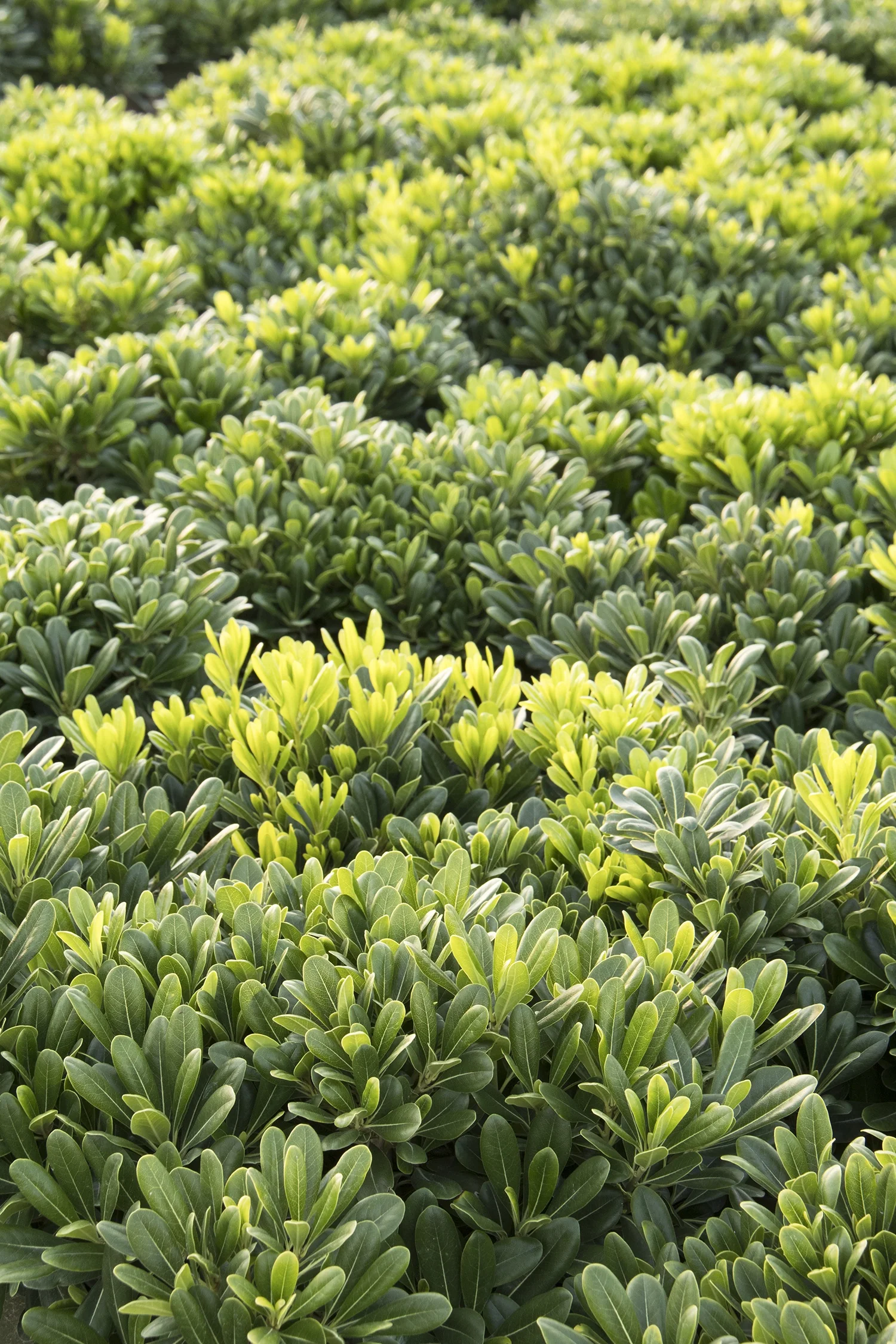 Wheeler's Dwarf Japanese Pittosporum 1 Wheeler's Dwarf Japanese Pittosporum
