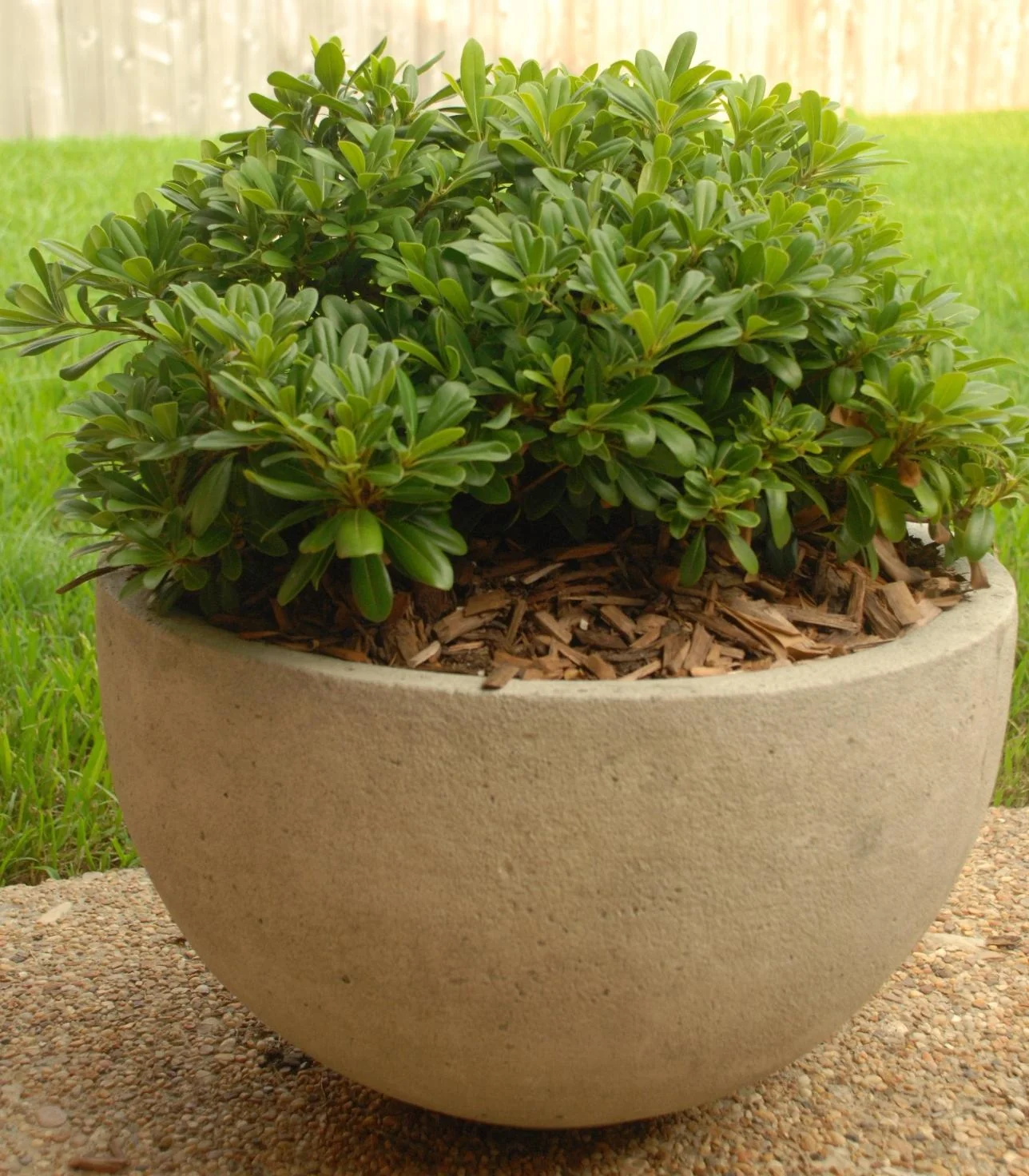 Wheeler's Dwarf Japanese Pittosporum 3 Wheeler's Dwarf Japanese Pittosporum