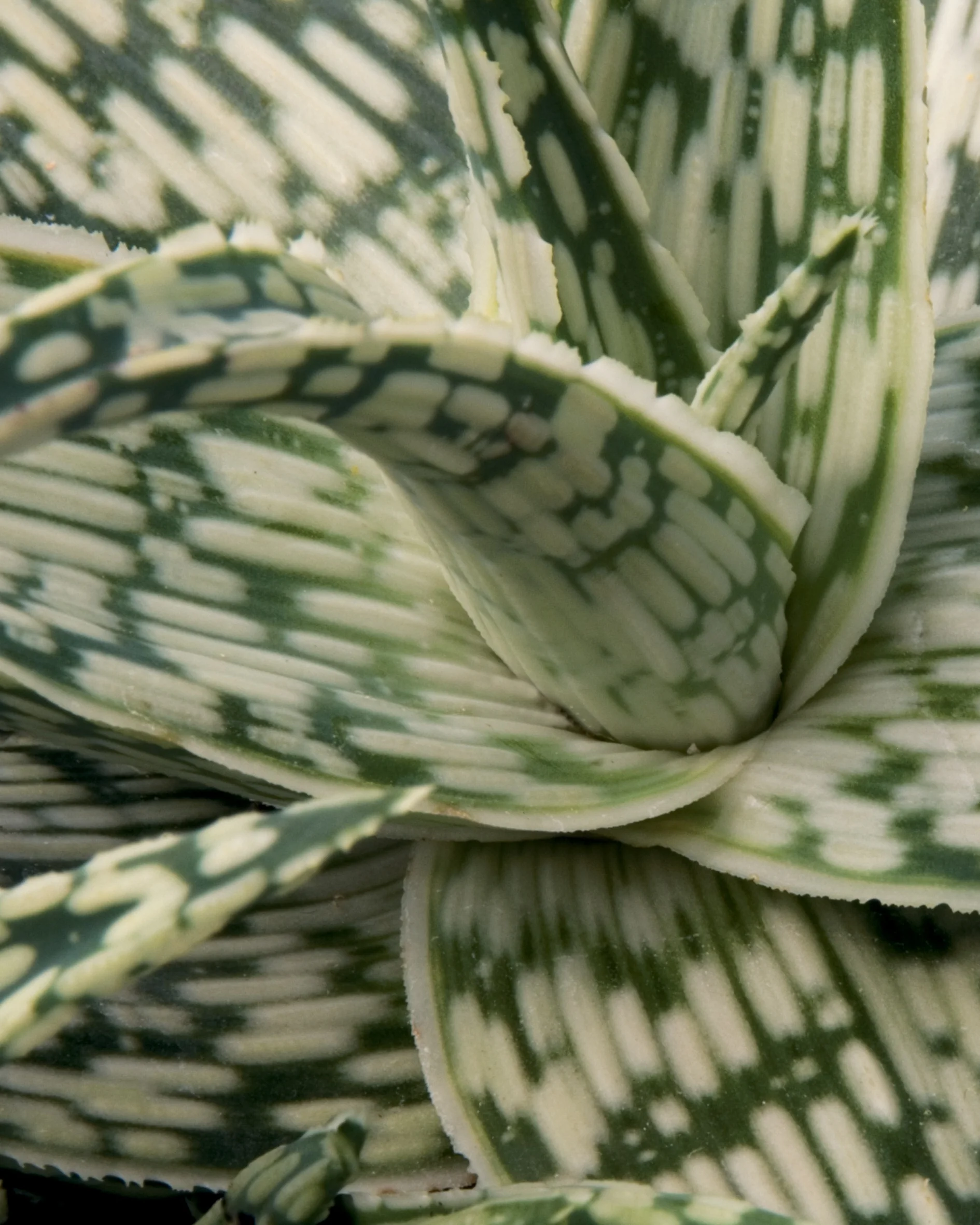 Retro Succulents® Guido Aloe 2 Retro Succulents® Guido Aloe
