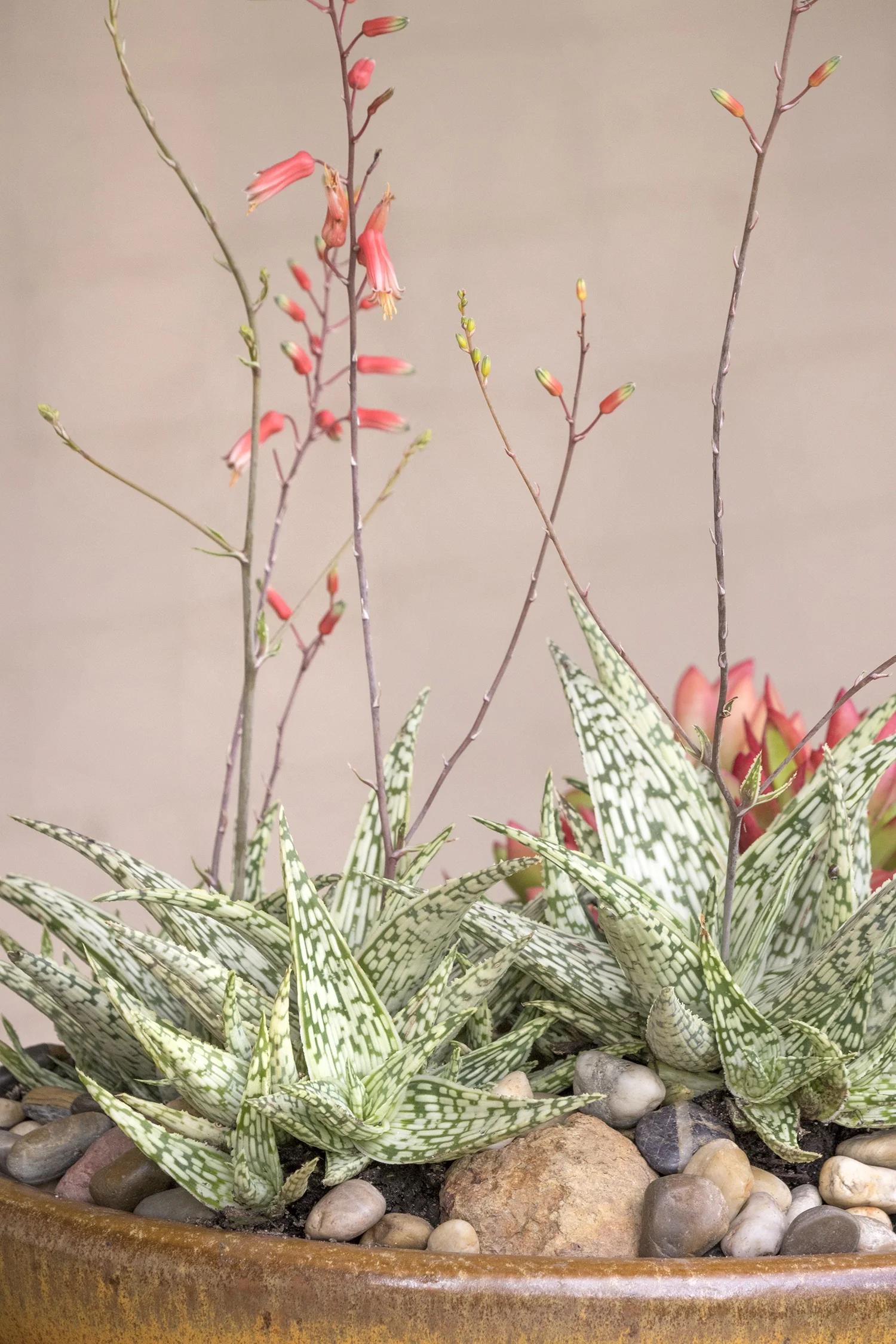 Retro Succulents® Guido Aloe 3 Retro Succulents® Guido Aloe