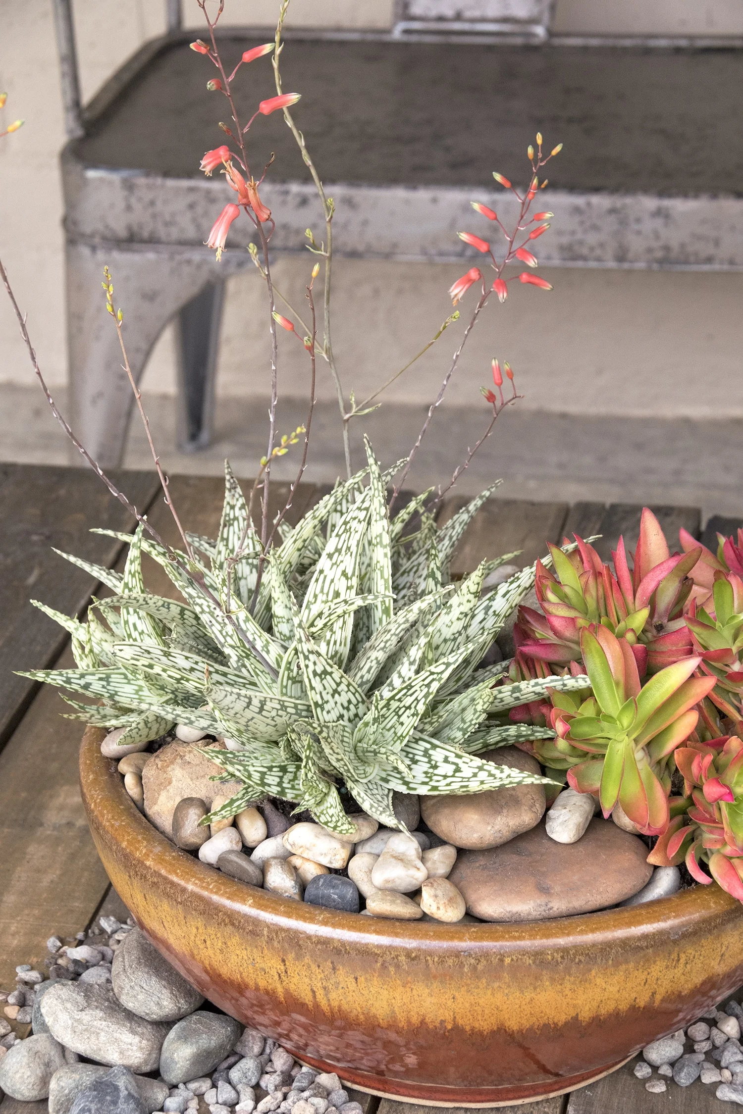 Retro Succulents® Guido Aloe 4 Retro Succulents® Guido Aloe