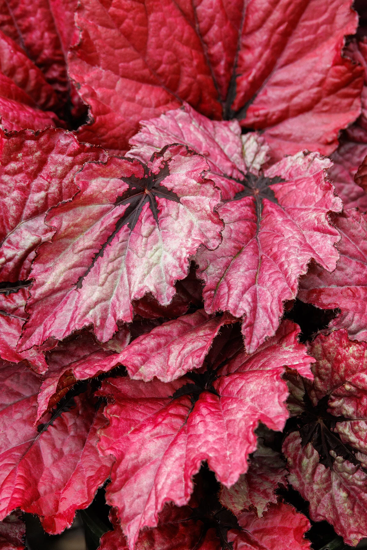 T Rex™ Ruby Slippers Rex Begonia