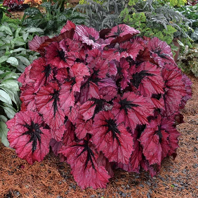 T Rex™ Ruby Slippers Rex Begonia 2 T Rex™ Ruby Slippers Rex Begonia