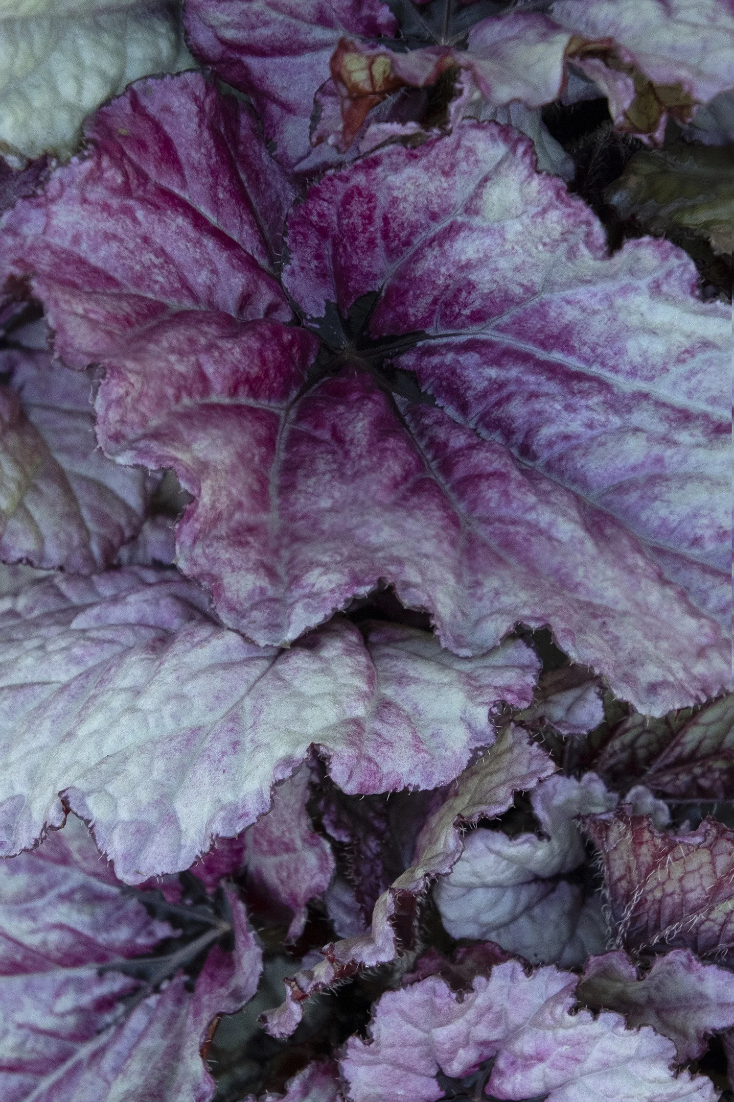 T Rex™ Ruby Slippers Rex Begonia 3 T Rex™ Ruby Slippers Rex Begonia