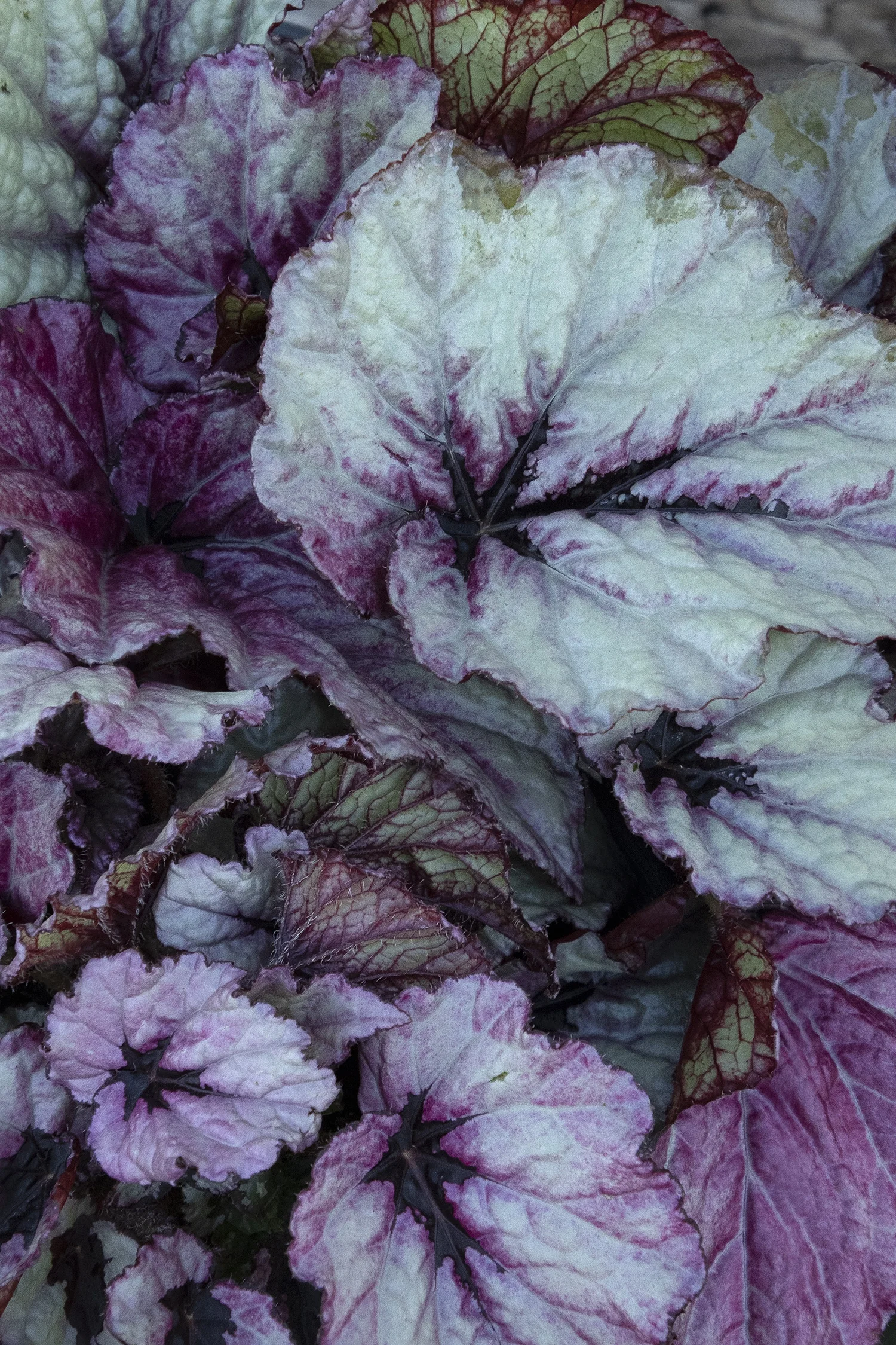 T Rex™ Ruby Slippers Rex Begonia 4 T Rex™ Ruby Slippers Rex Begonia