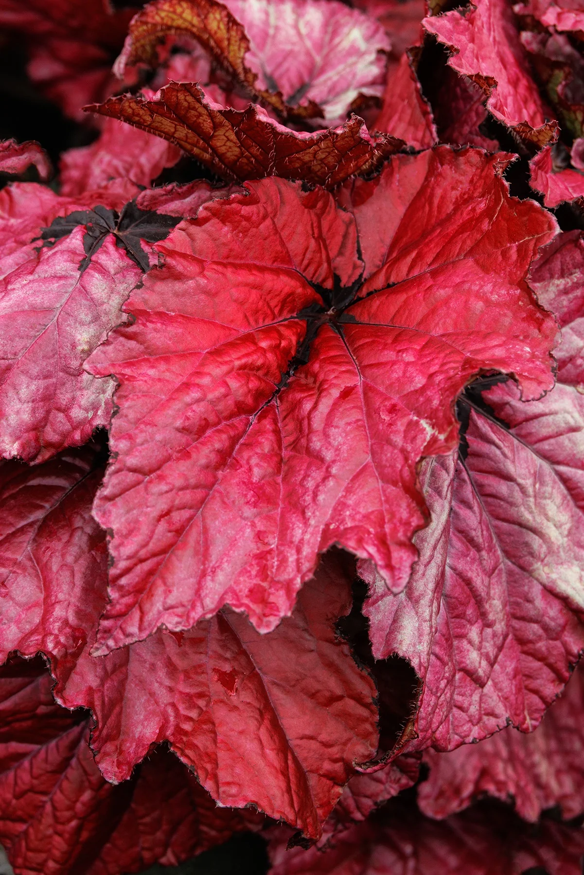 T Rex™ Ruby Slippers Rex Begonia 5 T Rex™ Ruby Slippers Rex Begonia
