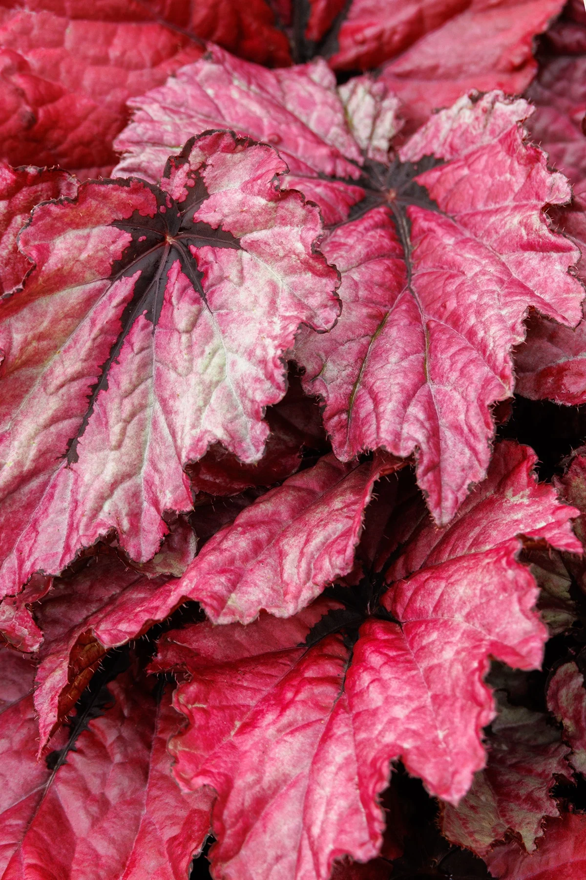 T Rex™ Ruby Slippers Rex Begonia 6 T Rex™ Ruby Slippers Rex Begonia