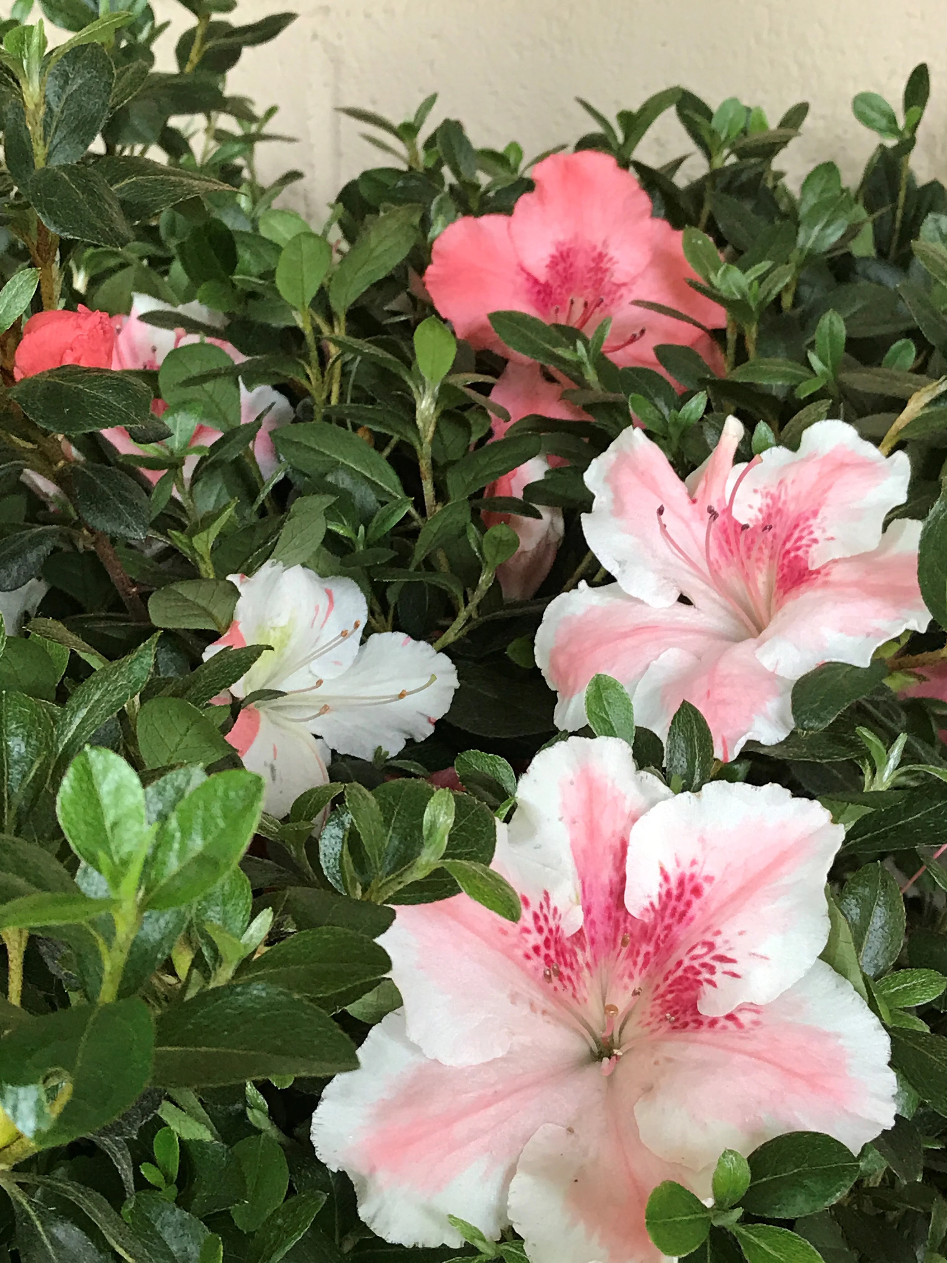 Getsutoku Azalea 6 Getsutoku Azalea