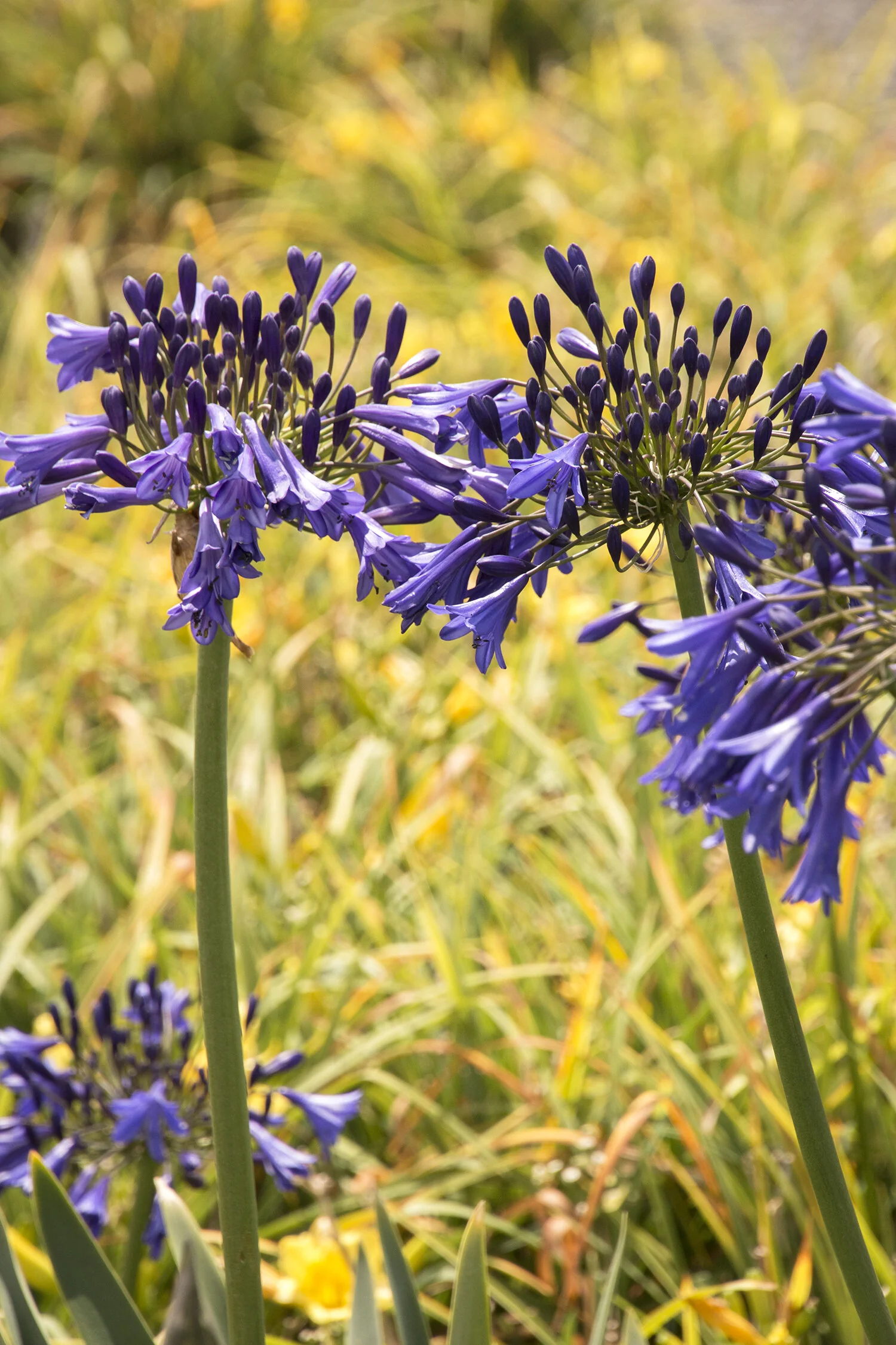 Storm Cloud Agapanthus