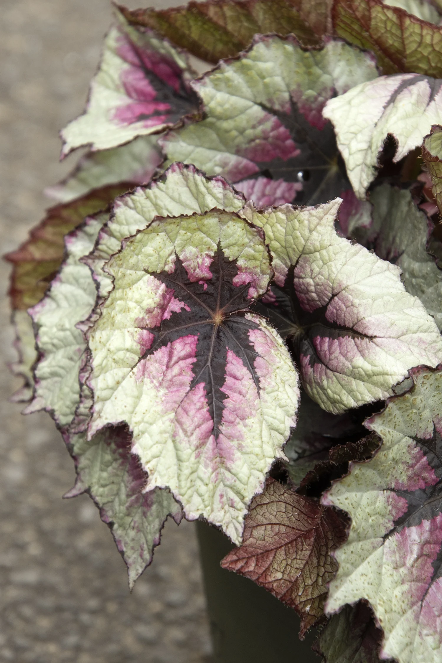 T Rex™ First Blush Rex Begonia 3 T Rex™ First Blush Rex Begonia