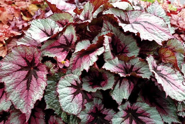 T Rex™ First Blush Rex Begonia 2 T Rex™ First Blush Rex Begonia
